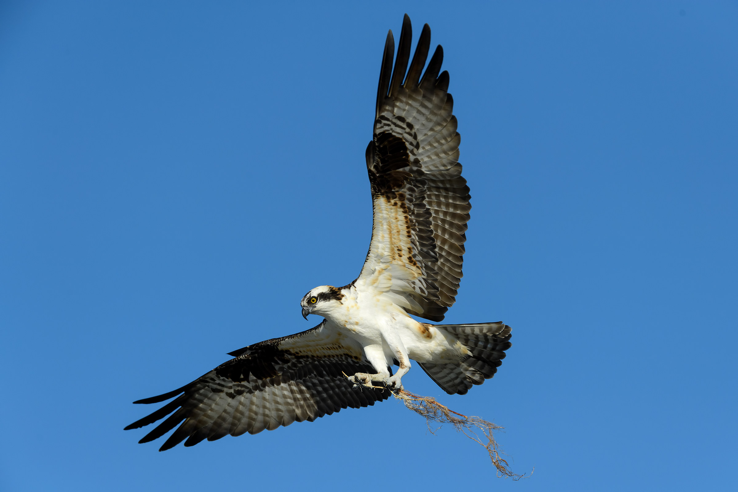 Osprey