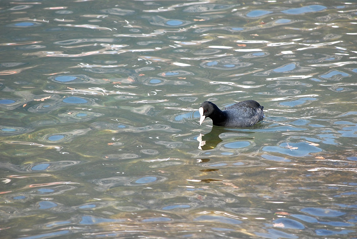 specchio specchio delle mie brame!