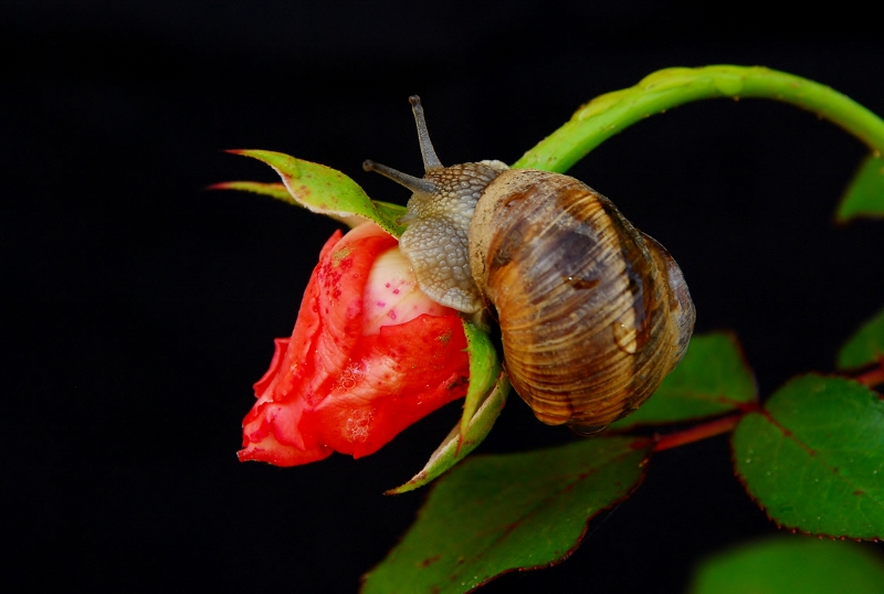 chiocciola con bocciolo di rosa