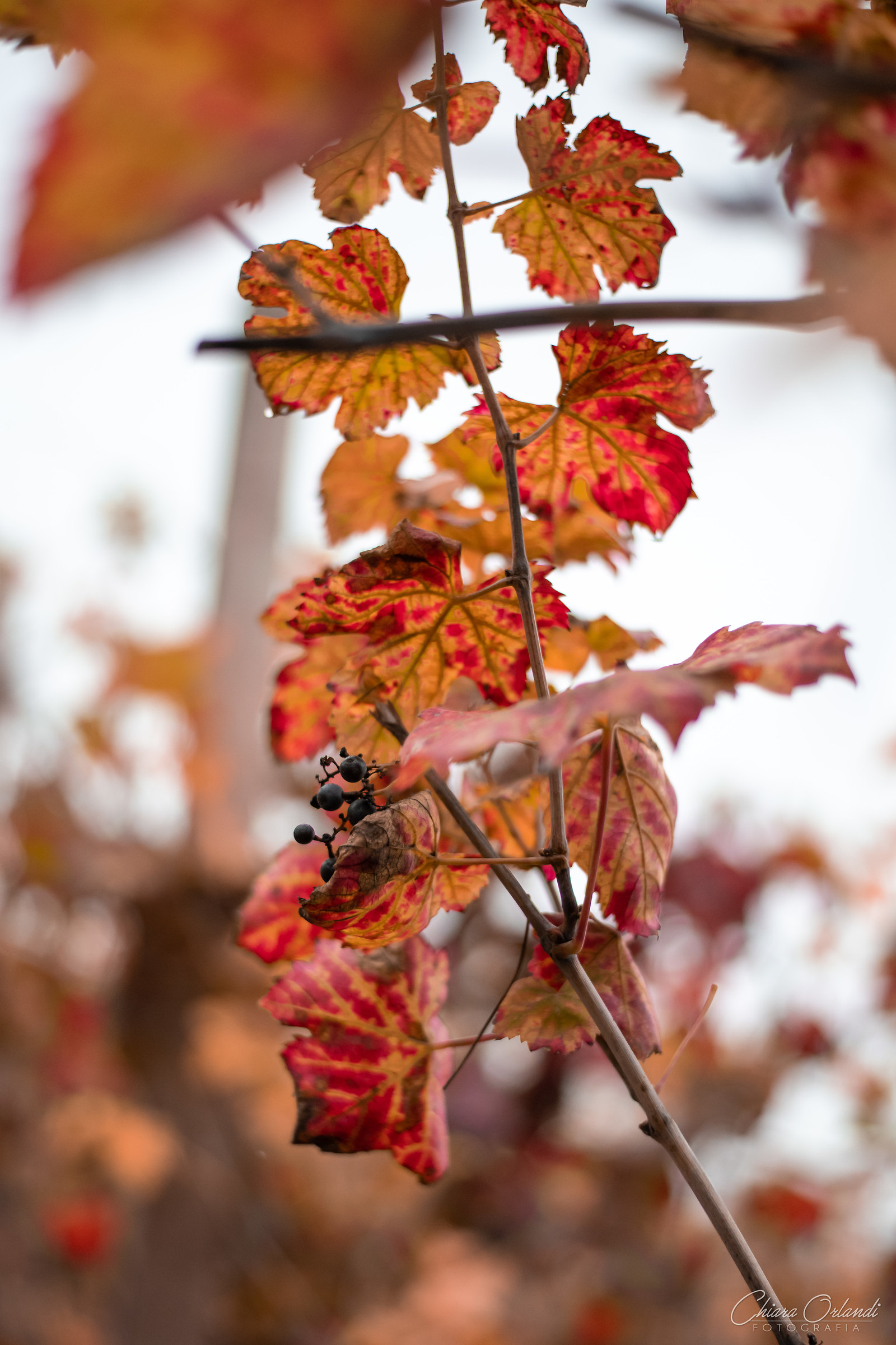 Autumn in the Vineyard