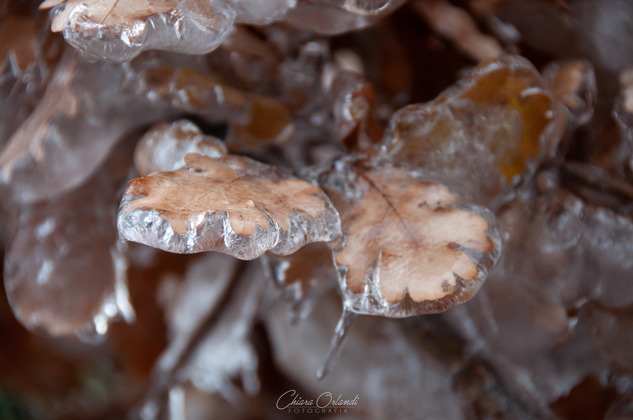Iced Quercus