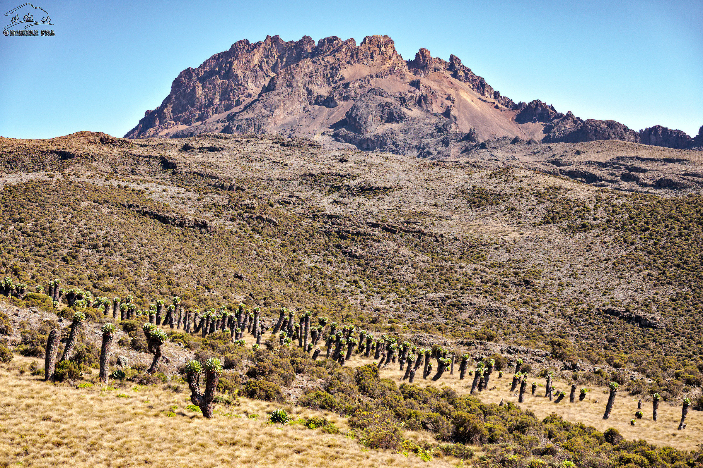 Mount Mawenzi and Seneci Giants