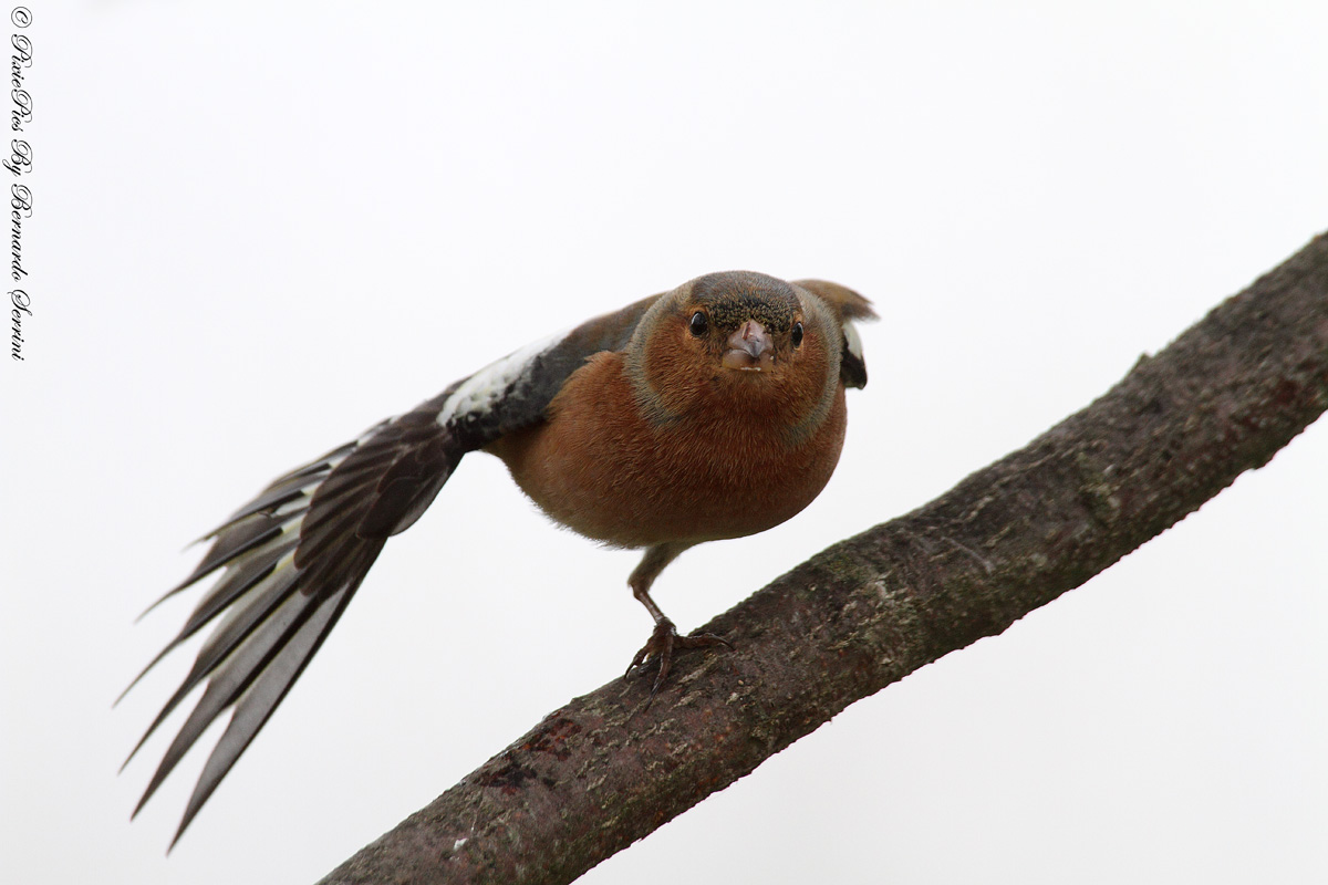 Fringuello (Fringilla coelebs)