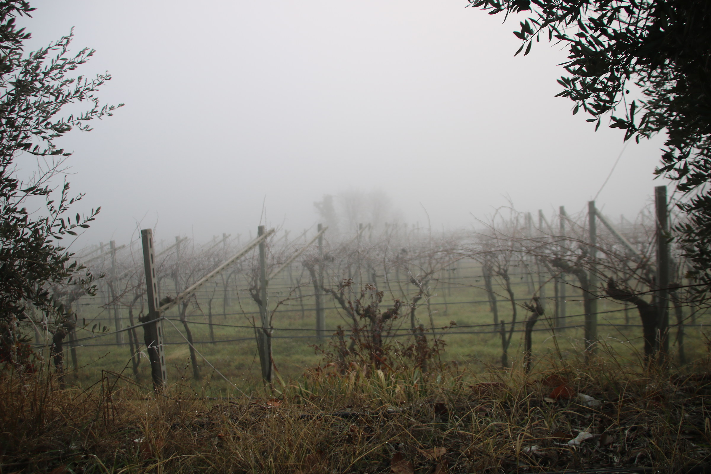 Vineyards in the fog in Illasi Province of Verona