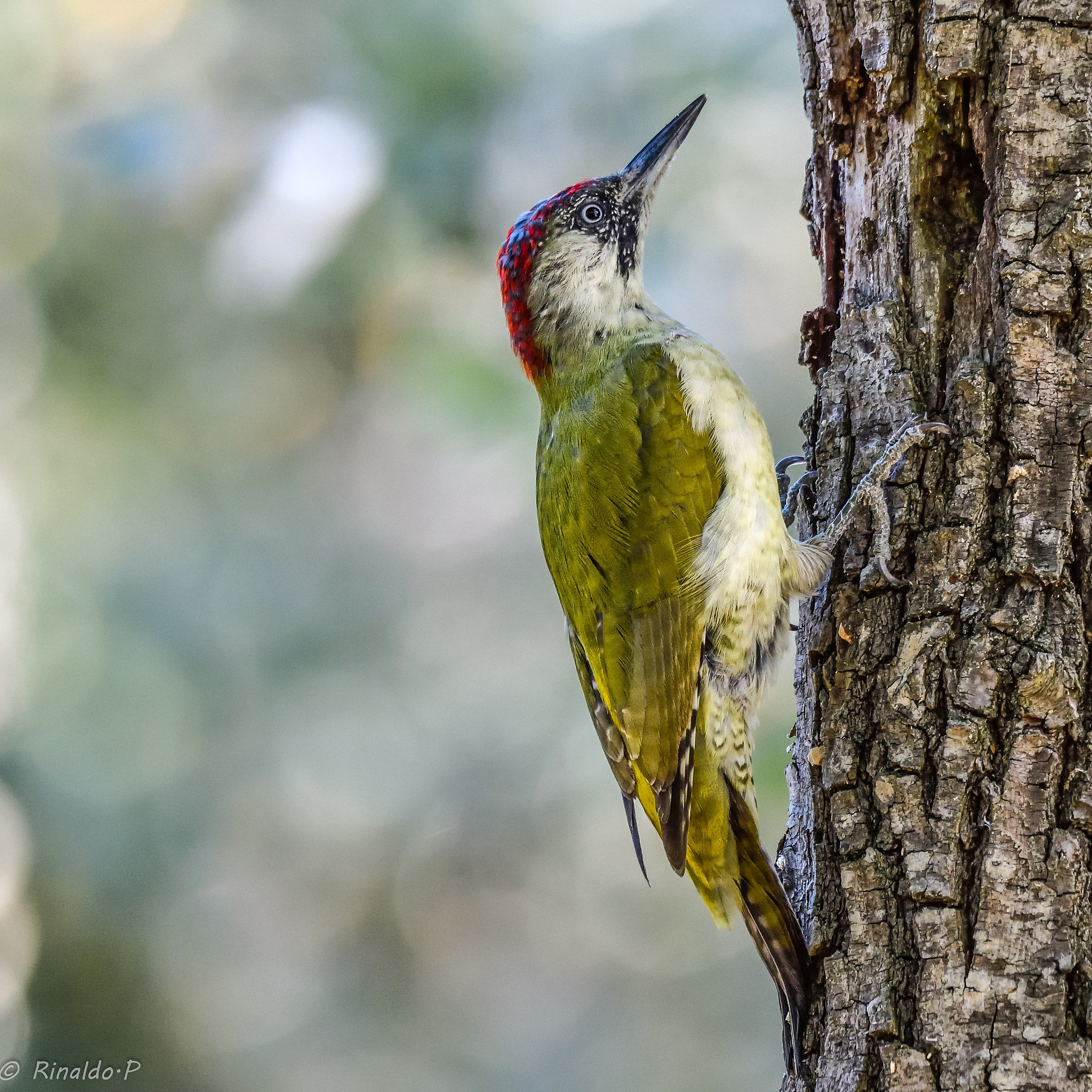 Green Woodpeckers