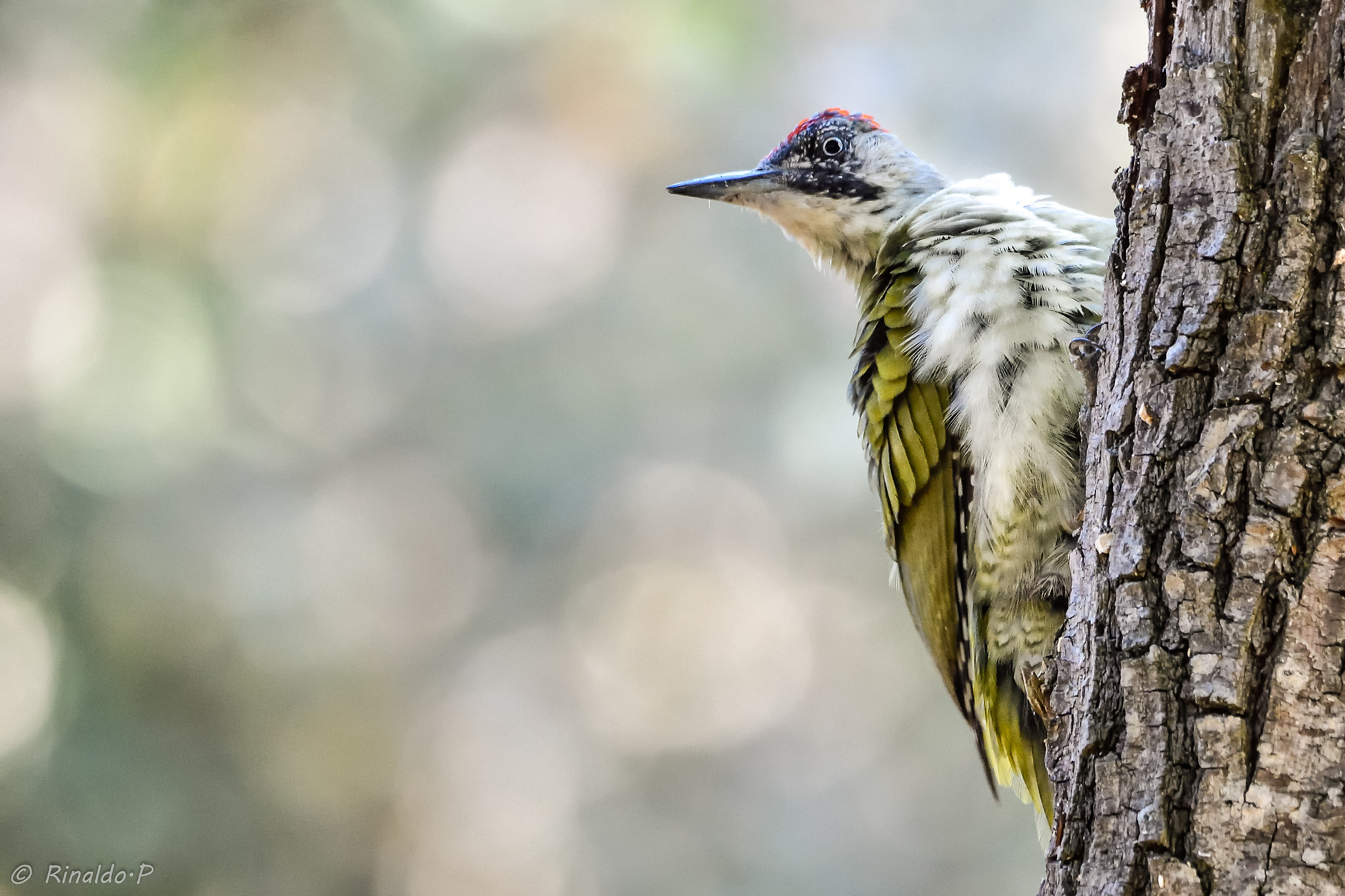 Green Woodpeckers 1