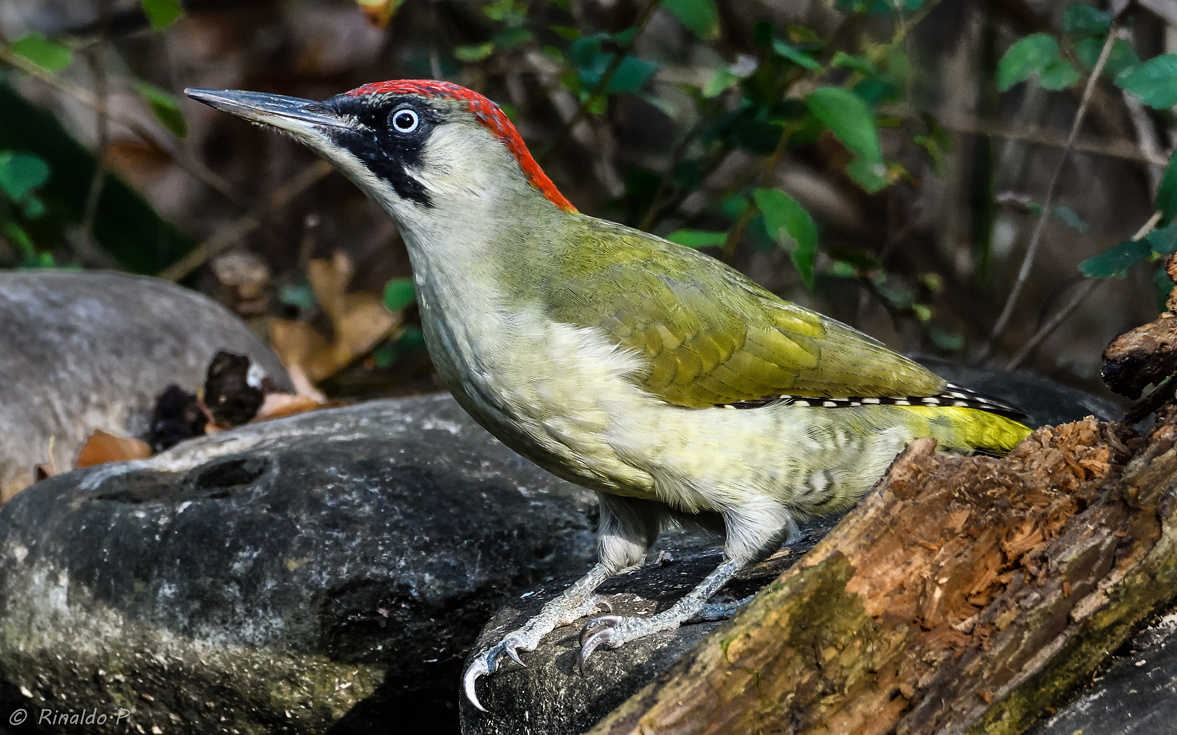 Green Woodpeckers 2