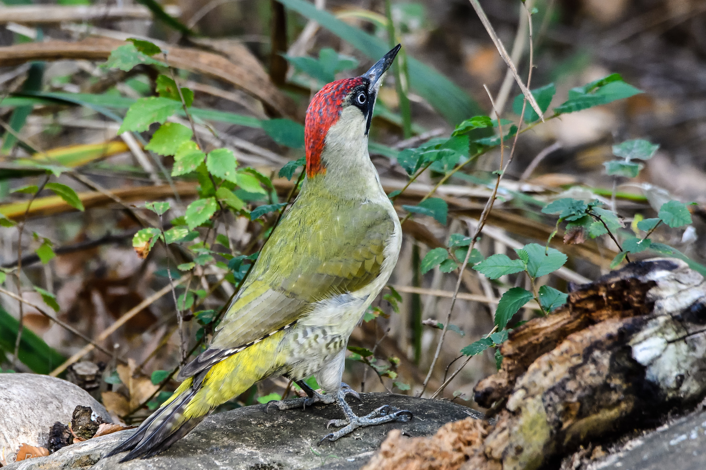 Green Woodpeckers 3
