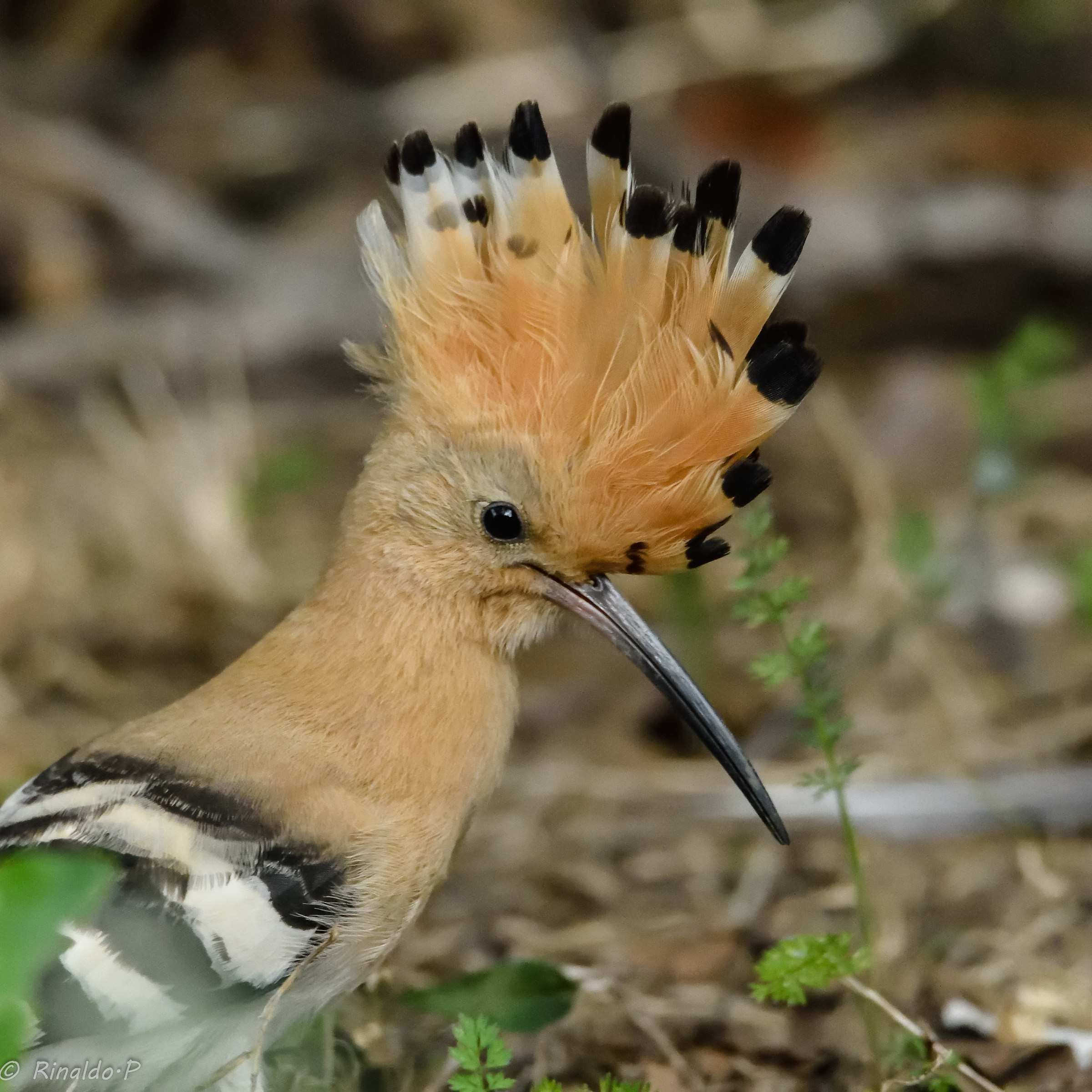 Hoopoe
