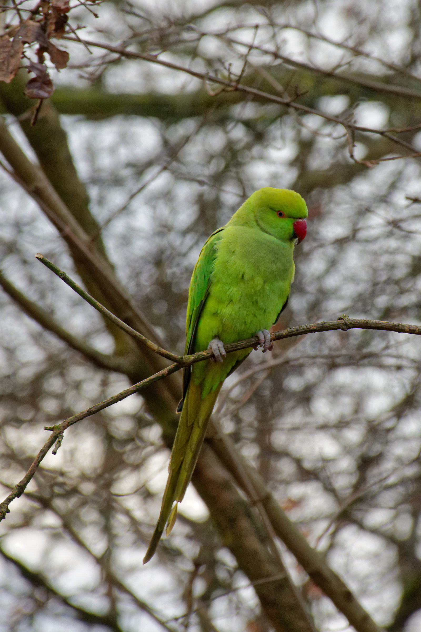 Kensington Park, Pappagalli liberi...