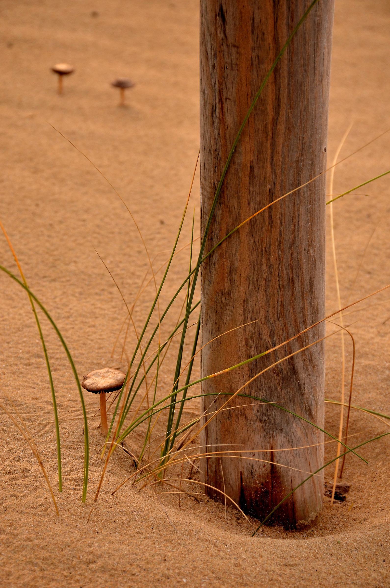 The Giant and the little girl