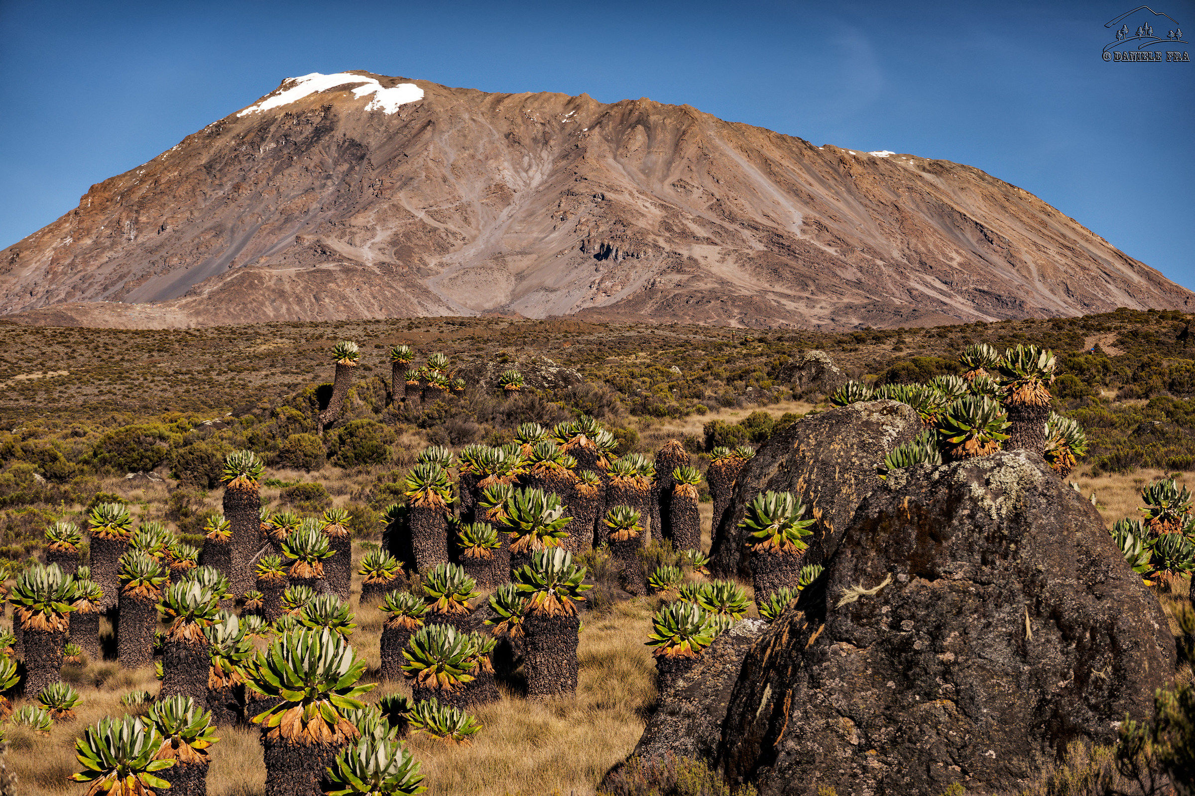 Kilimanjaro and Seneci Giants