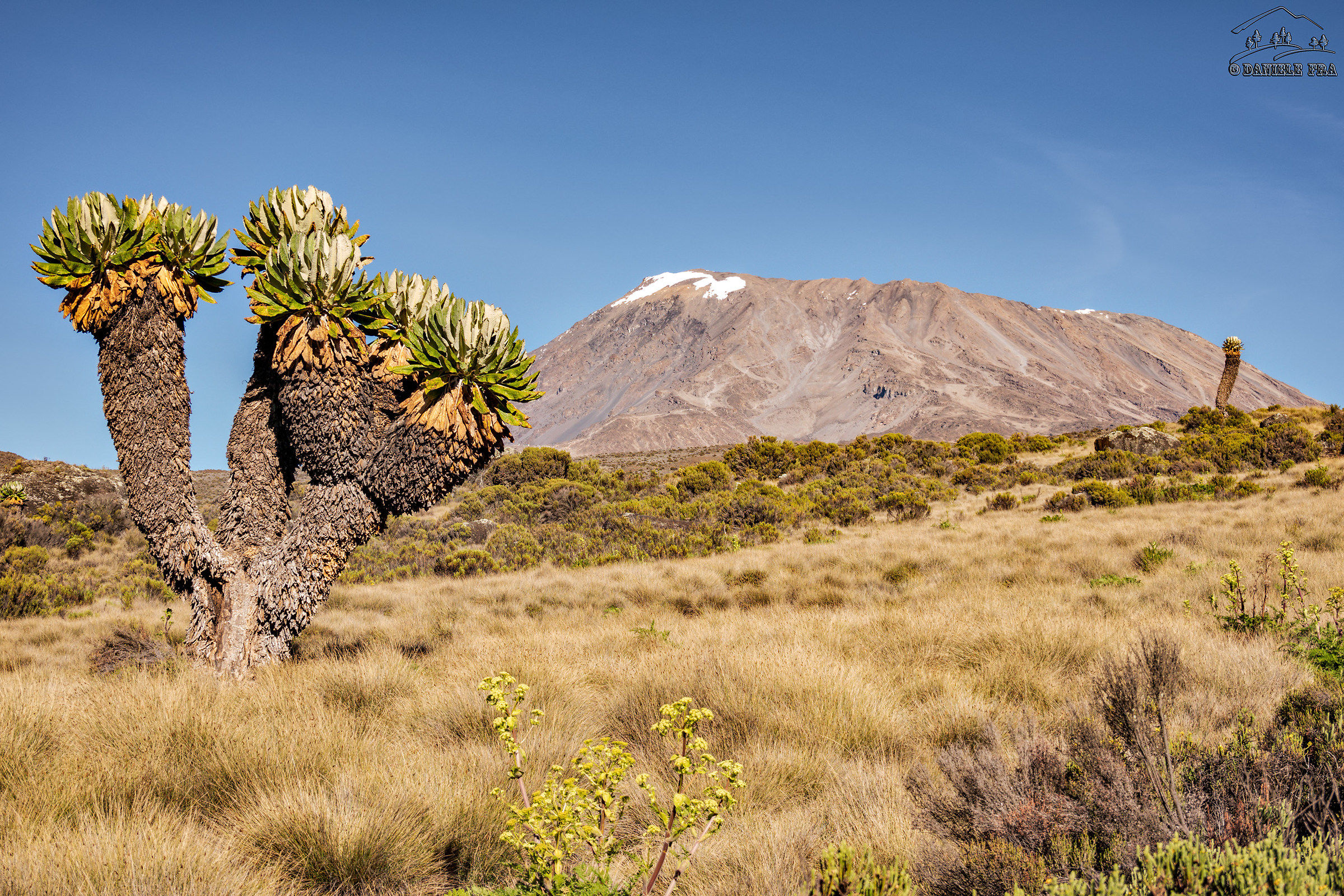 Kilimanjaro and Seneci Giants