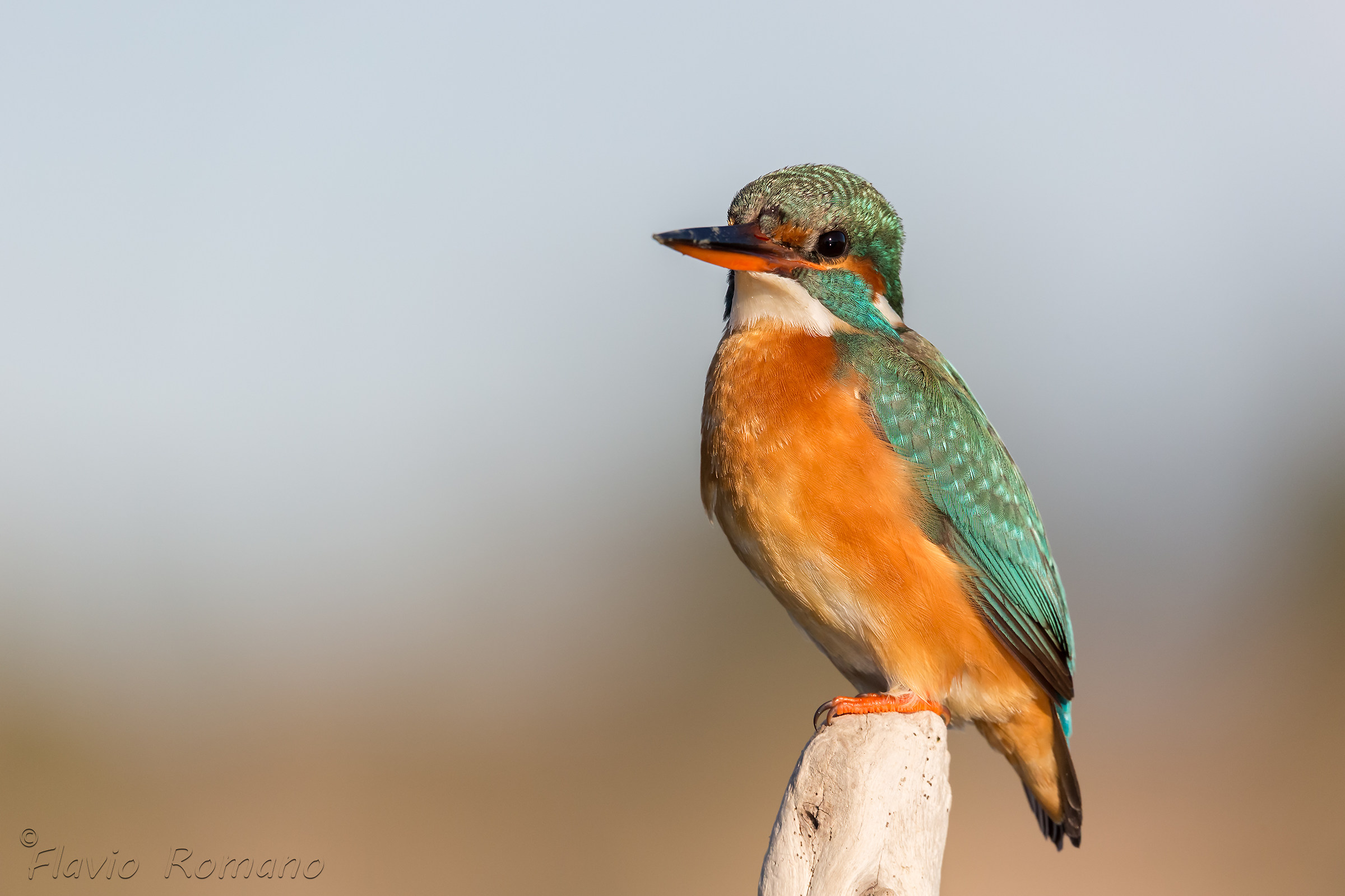 Kingfisher