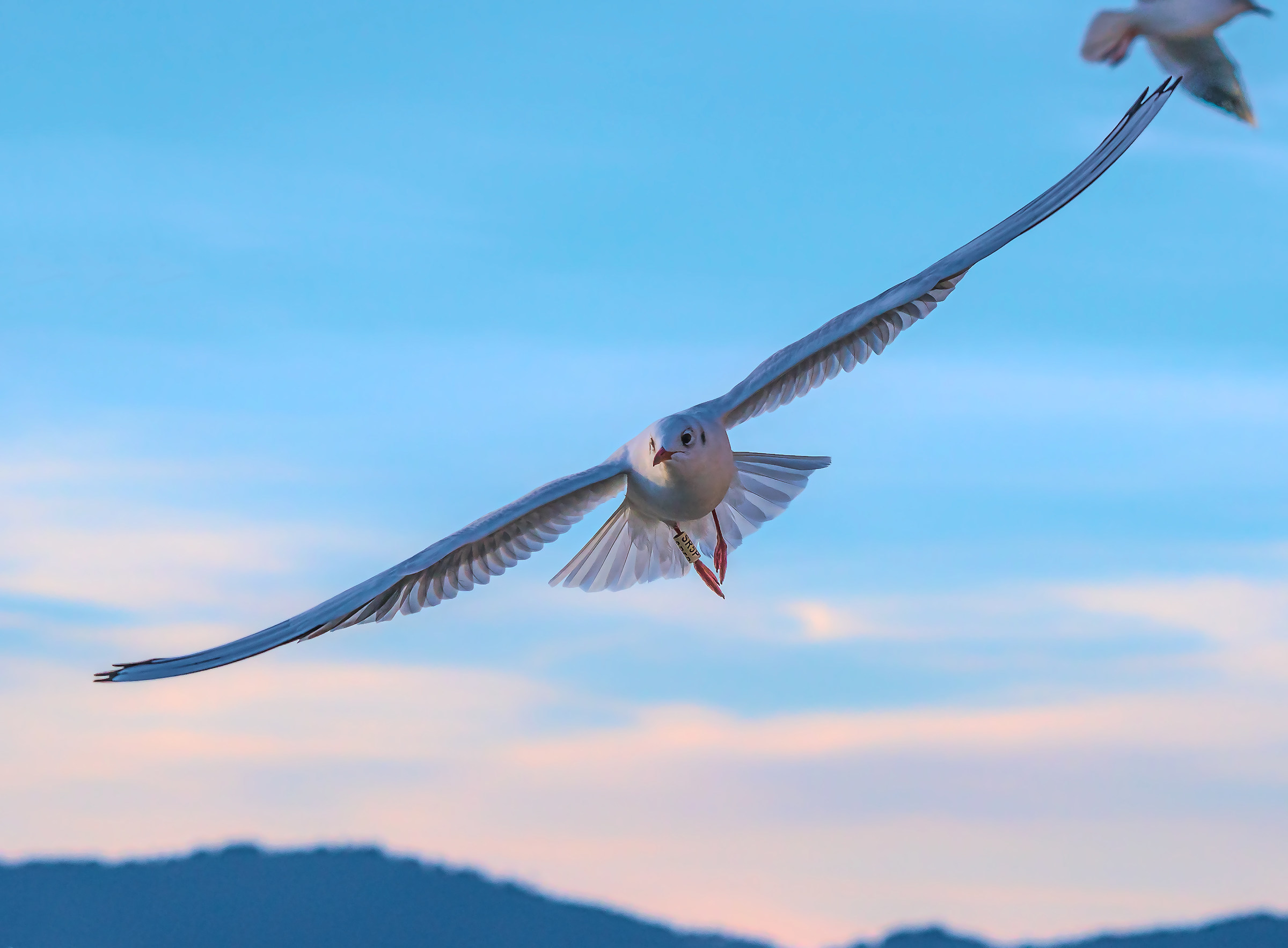 Prova Sony a6300. AF continua.....