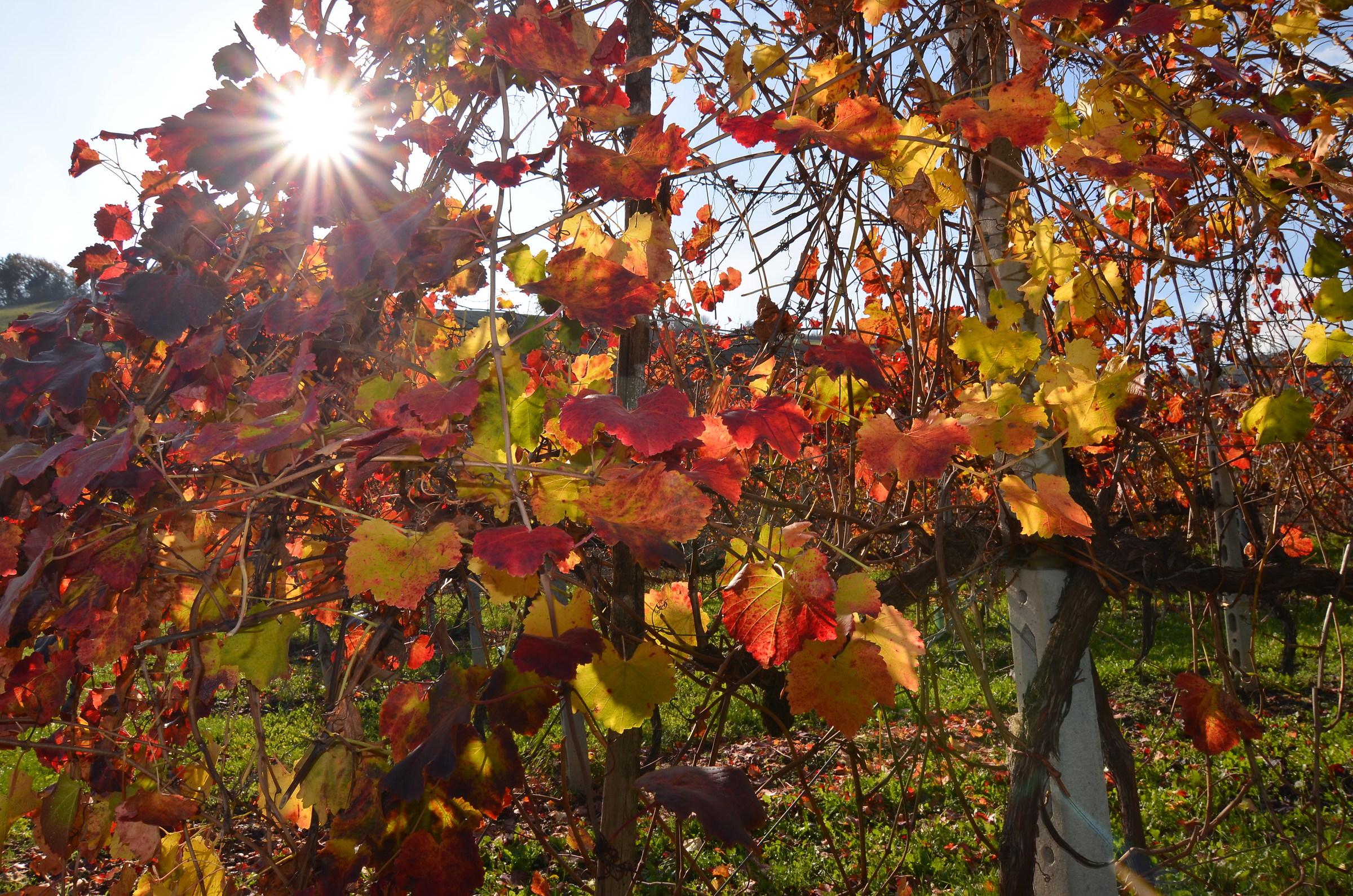 Vigna in Autunno