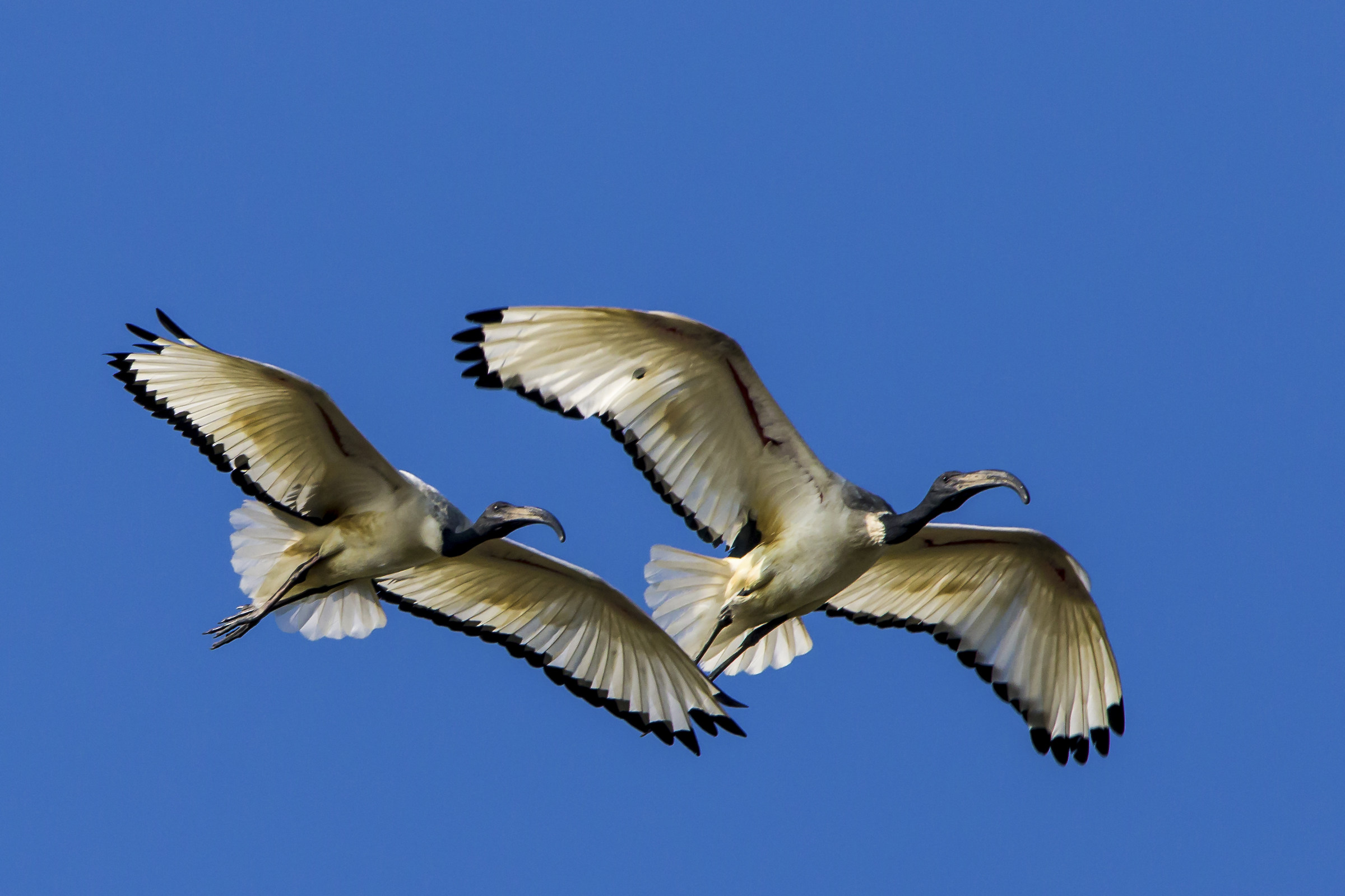 Ibis in volo