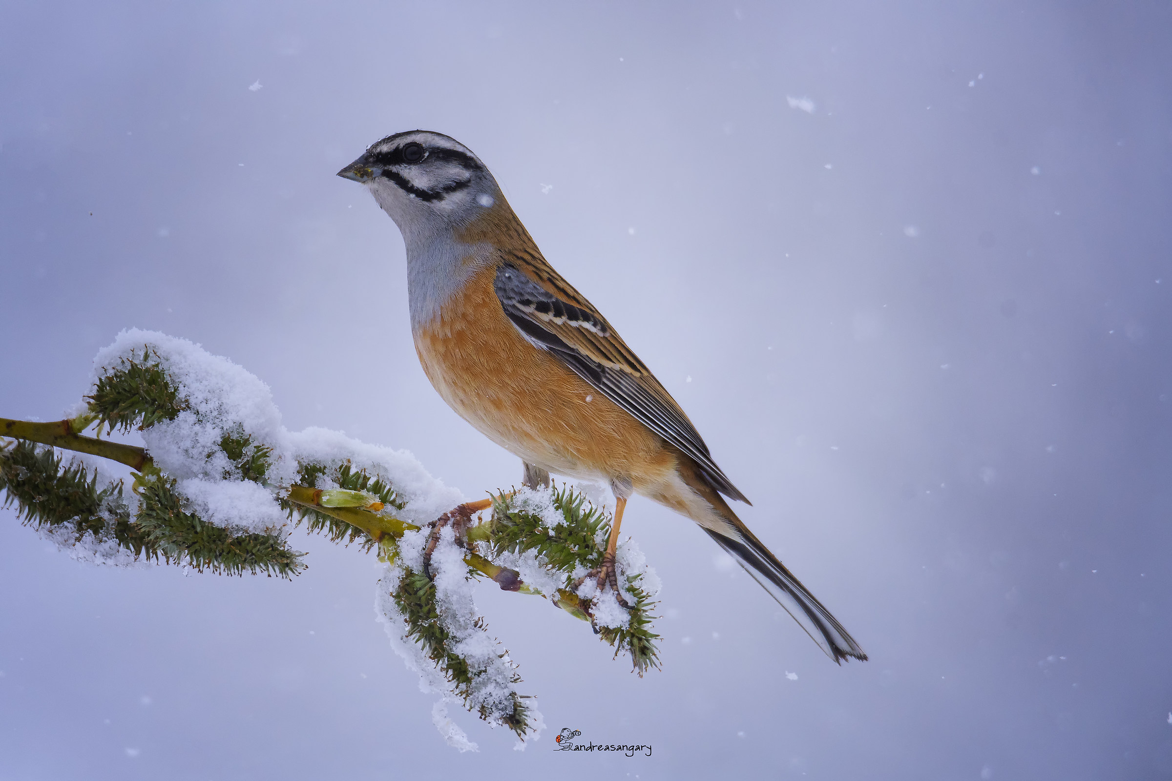 The Muntings Bunting posing