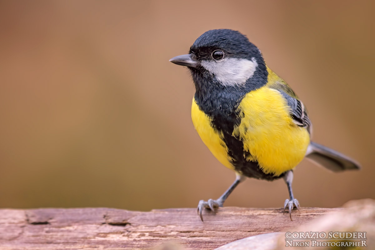 Parus major