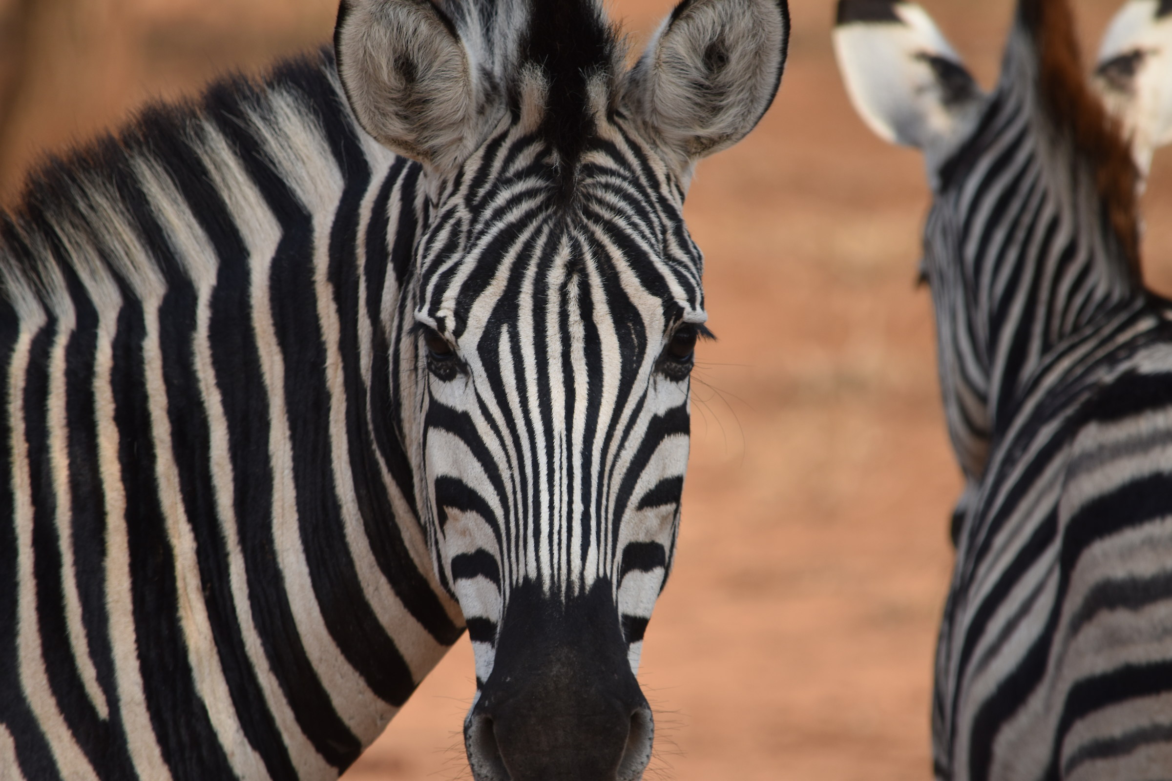 Zebra