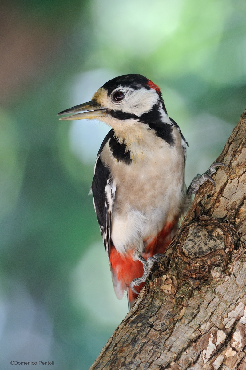 Picchio Rosso Maggiore