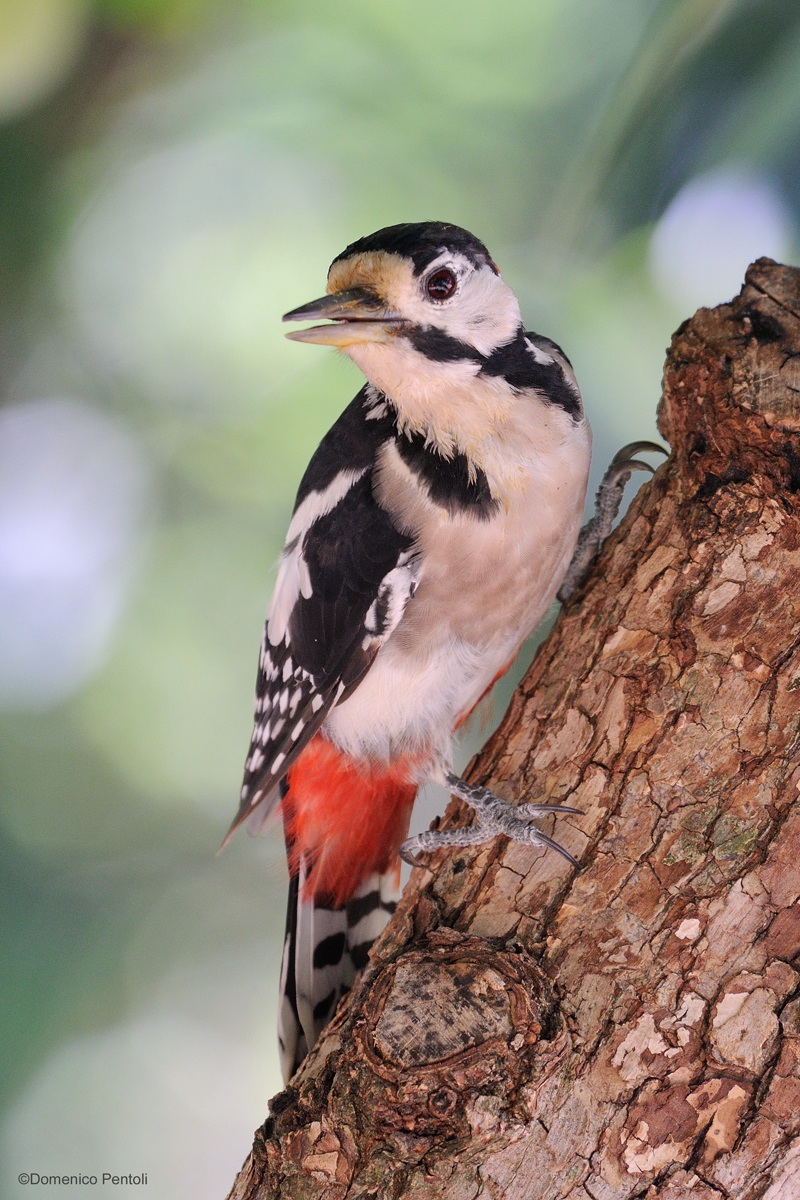 Picchio Rosso Maggiore