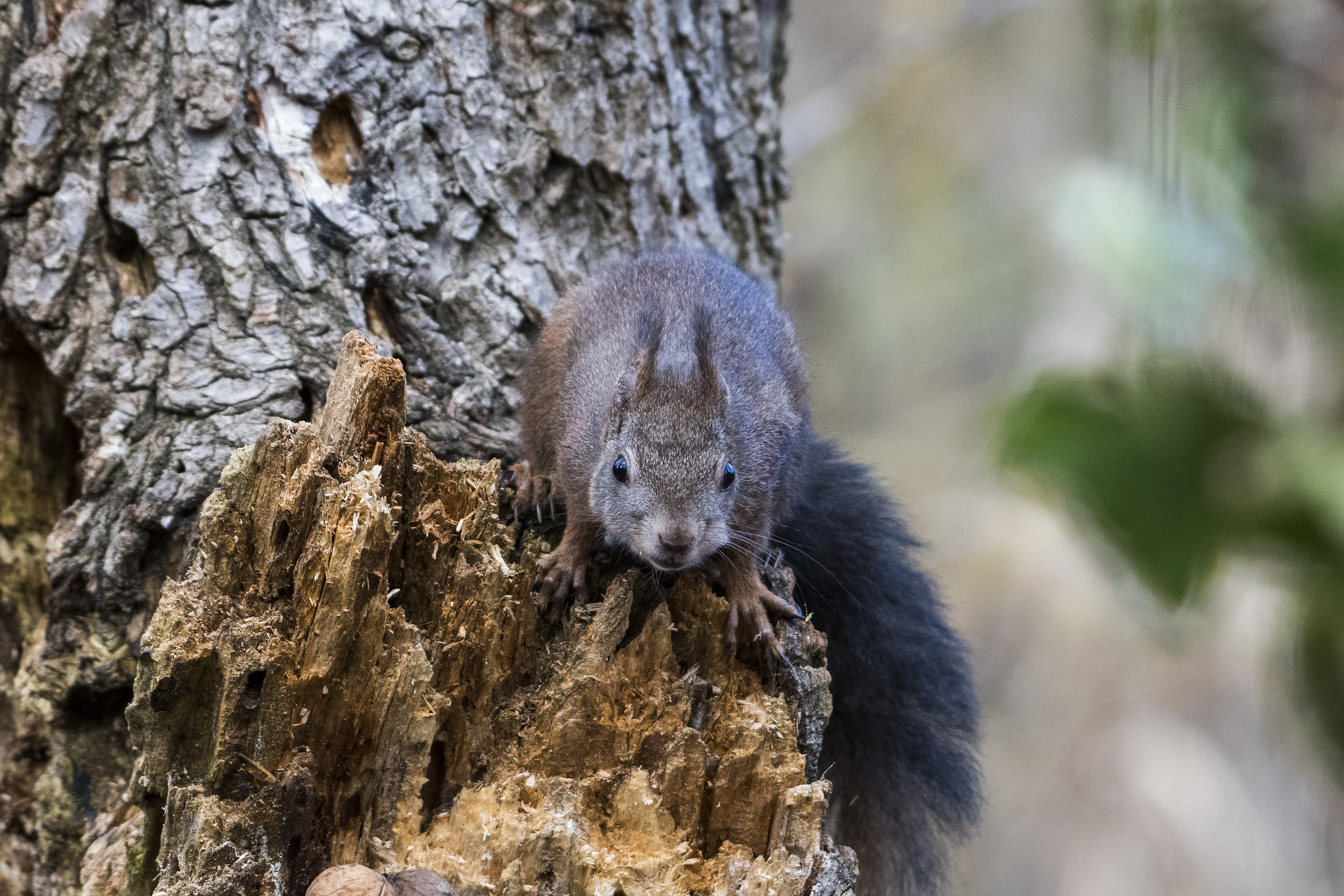 Squirrel-Sciurus vulgaris