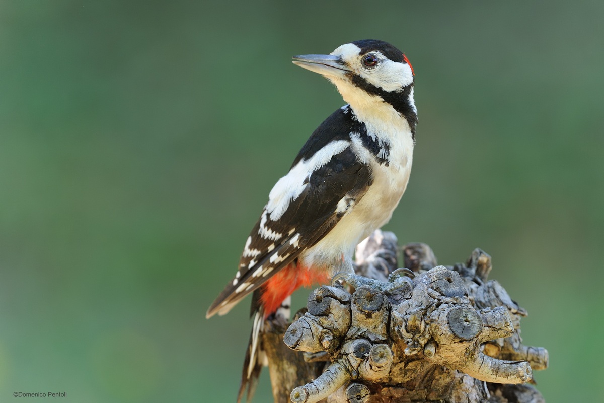 Picchio Rosso Maggiore