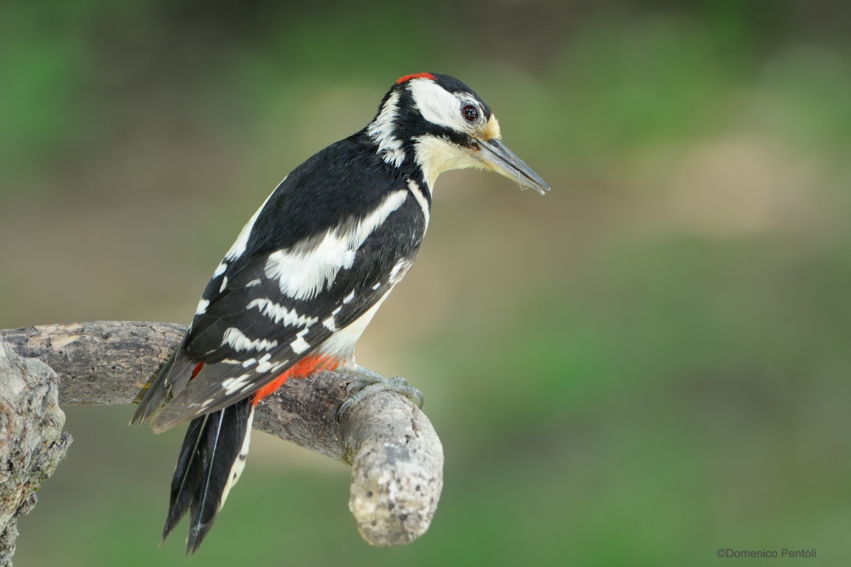 Picchio Rosso Maggiore