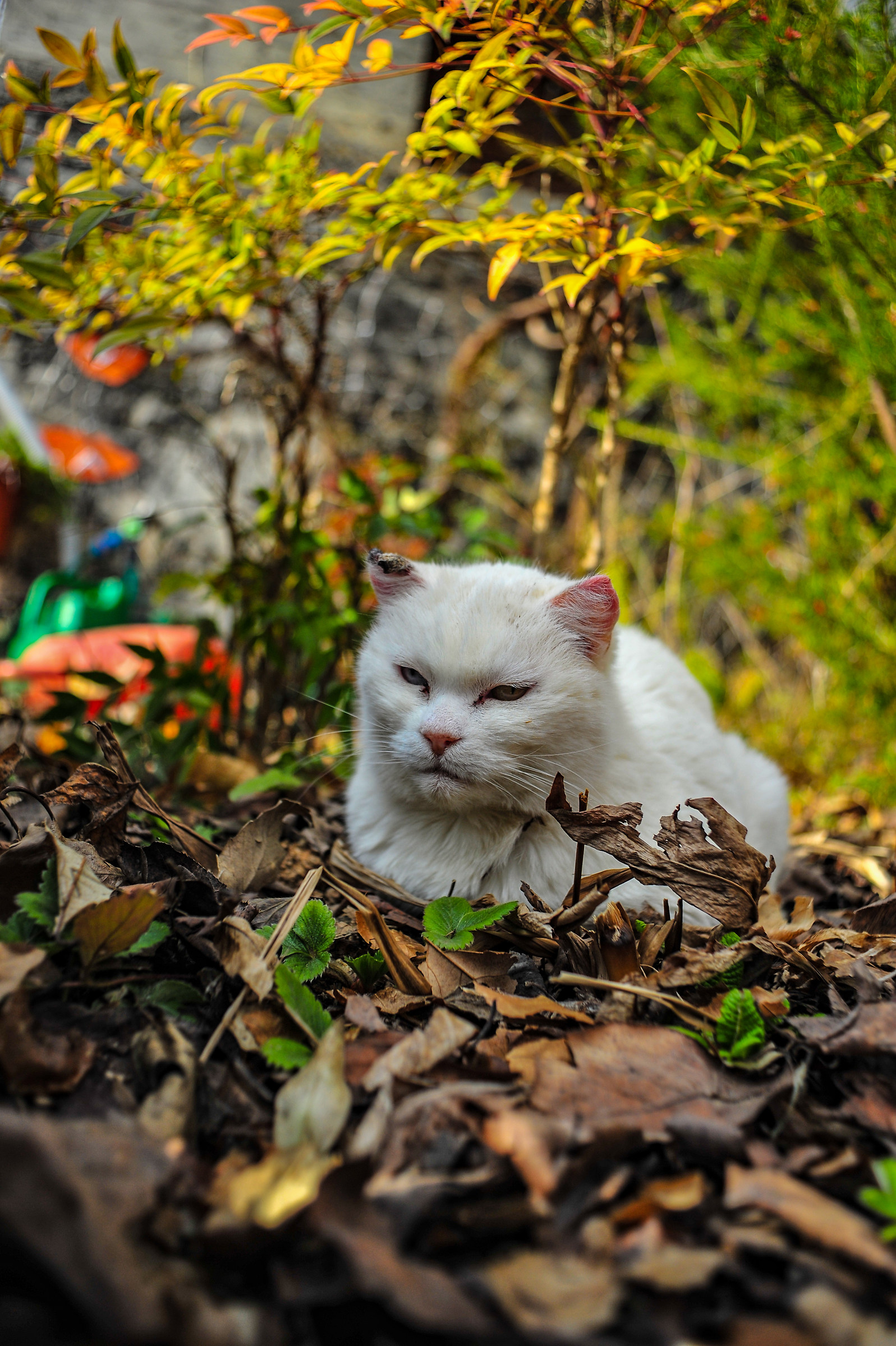 latte il gatto di casa