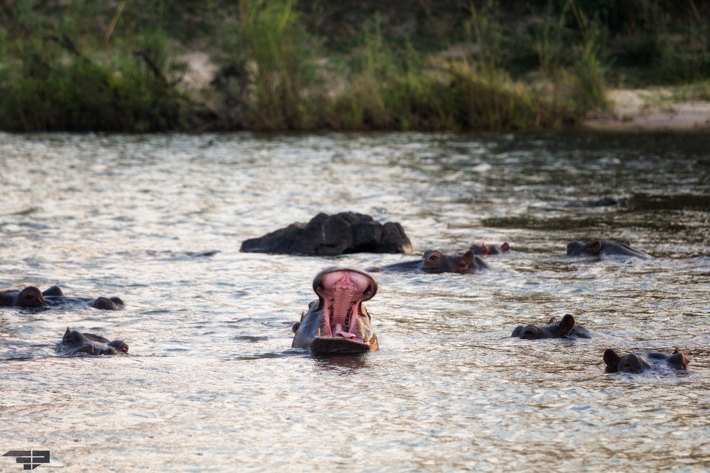 The Hippopotamus yawning