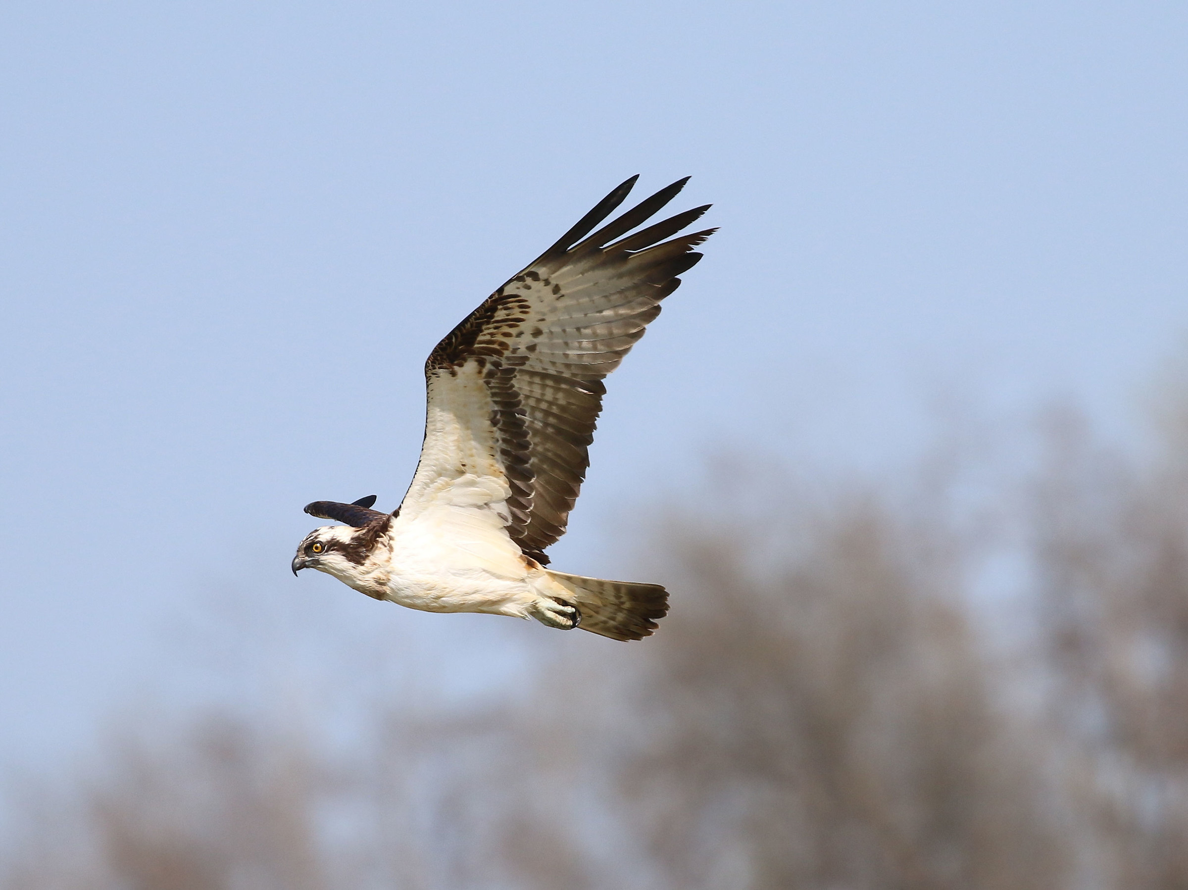 Osprey
