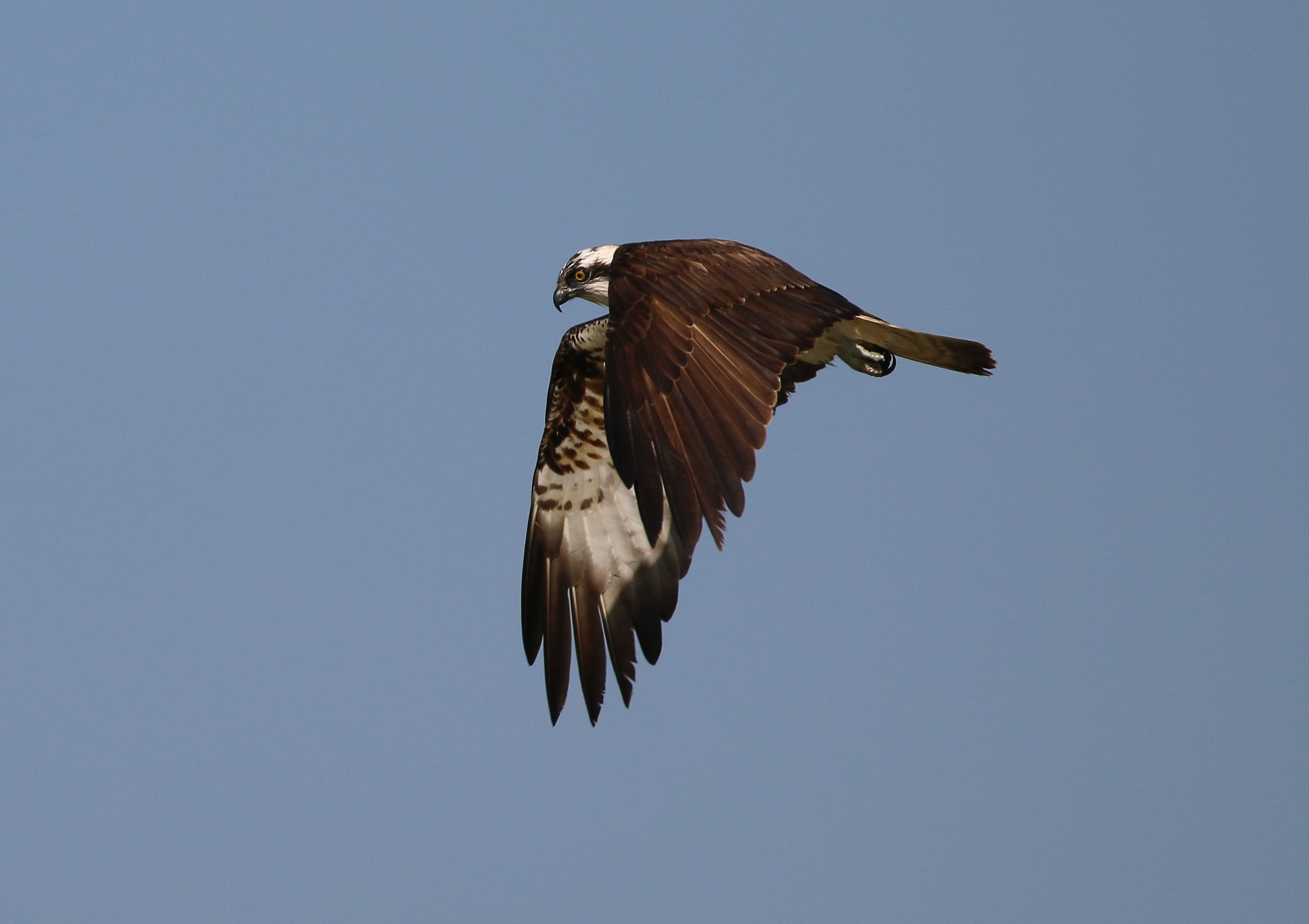 Osprey