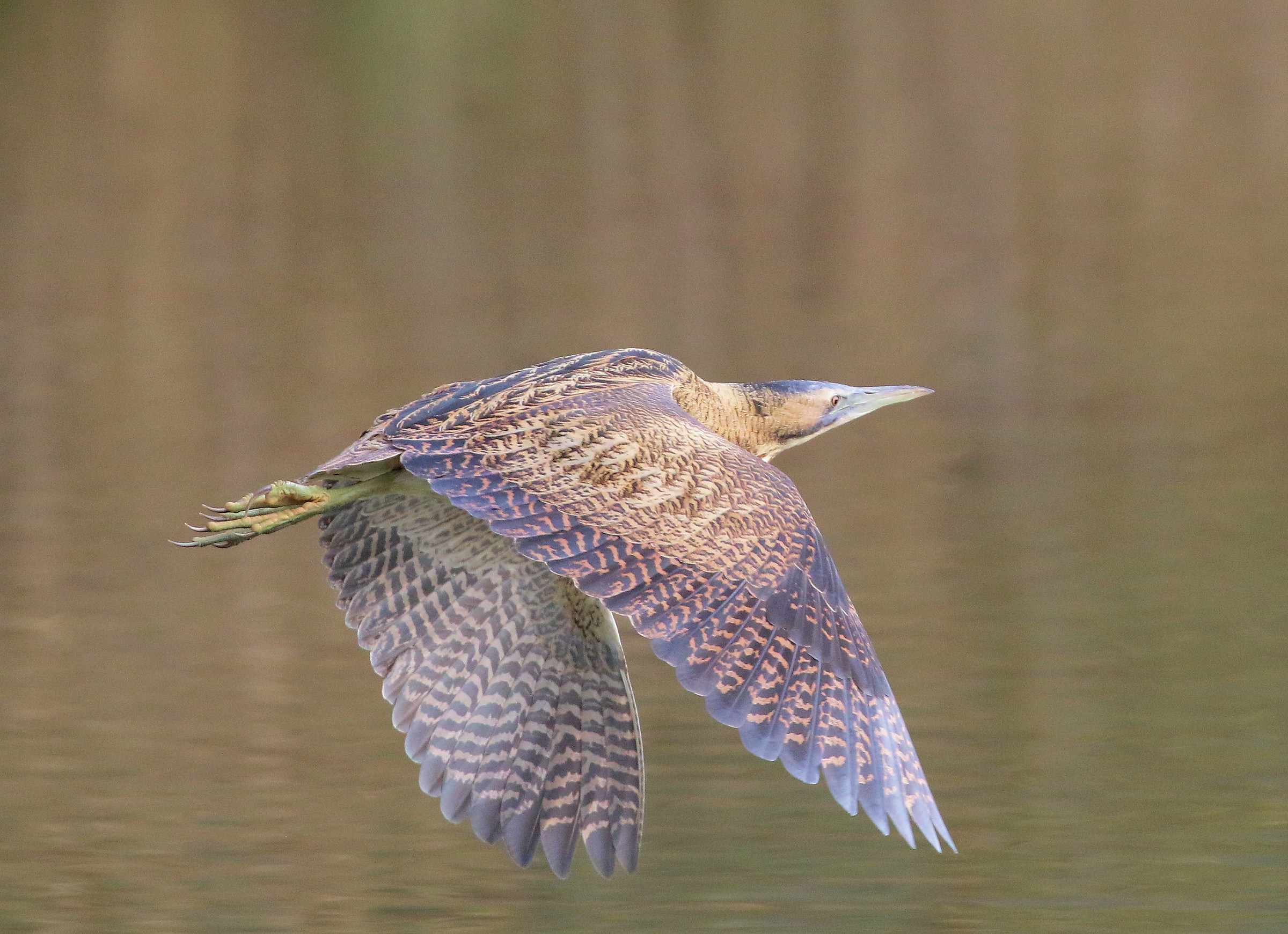 Bittern