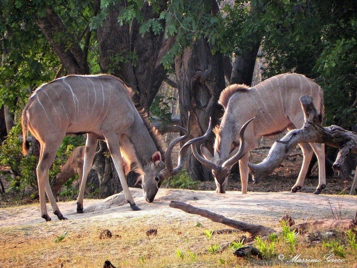 Greater Kudu