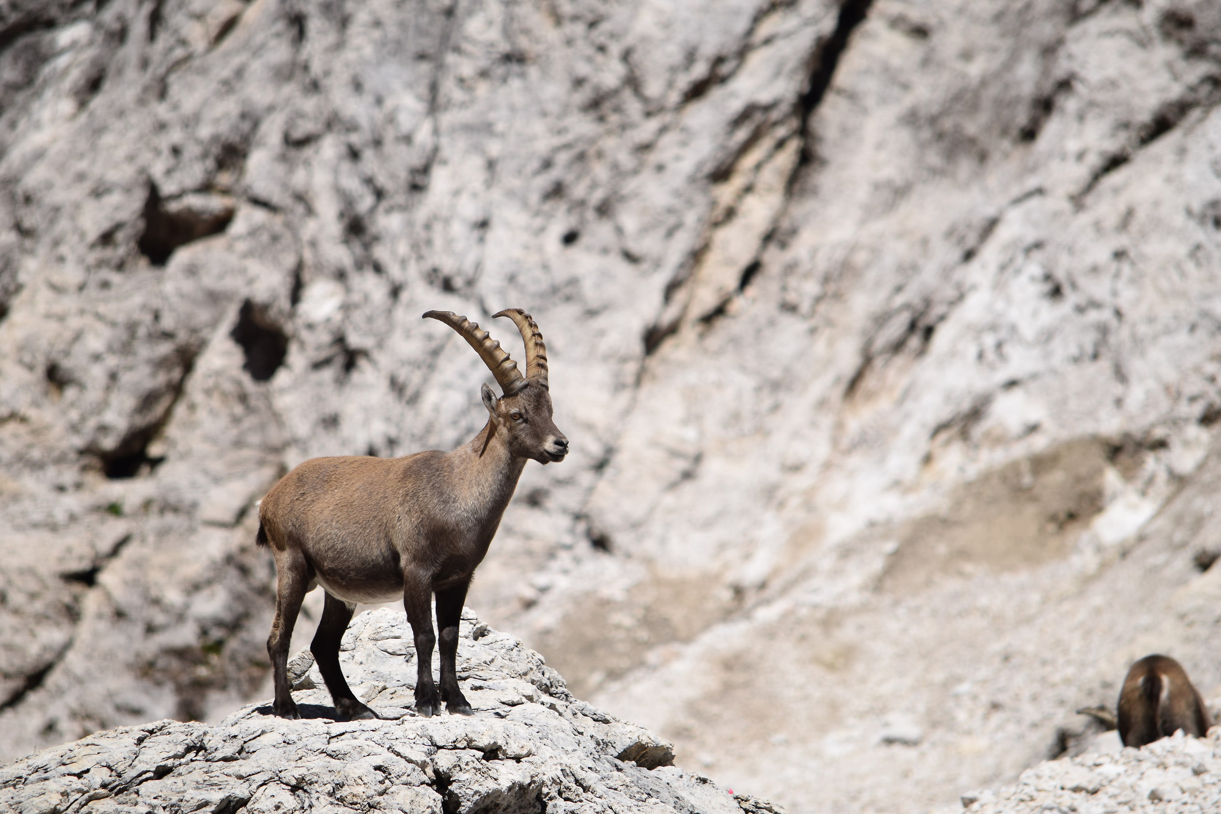 Stambecco delle Pale di San Martino