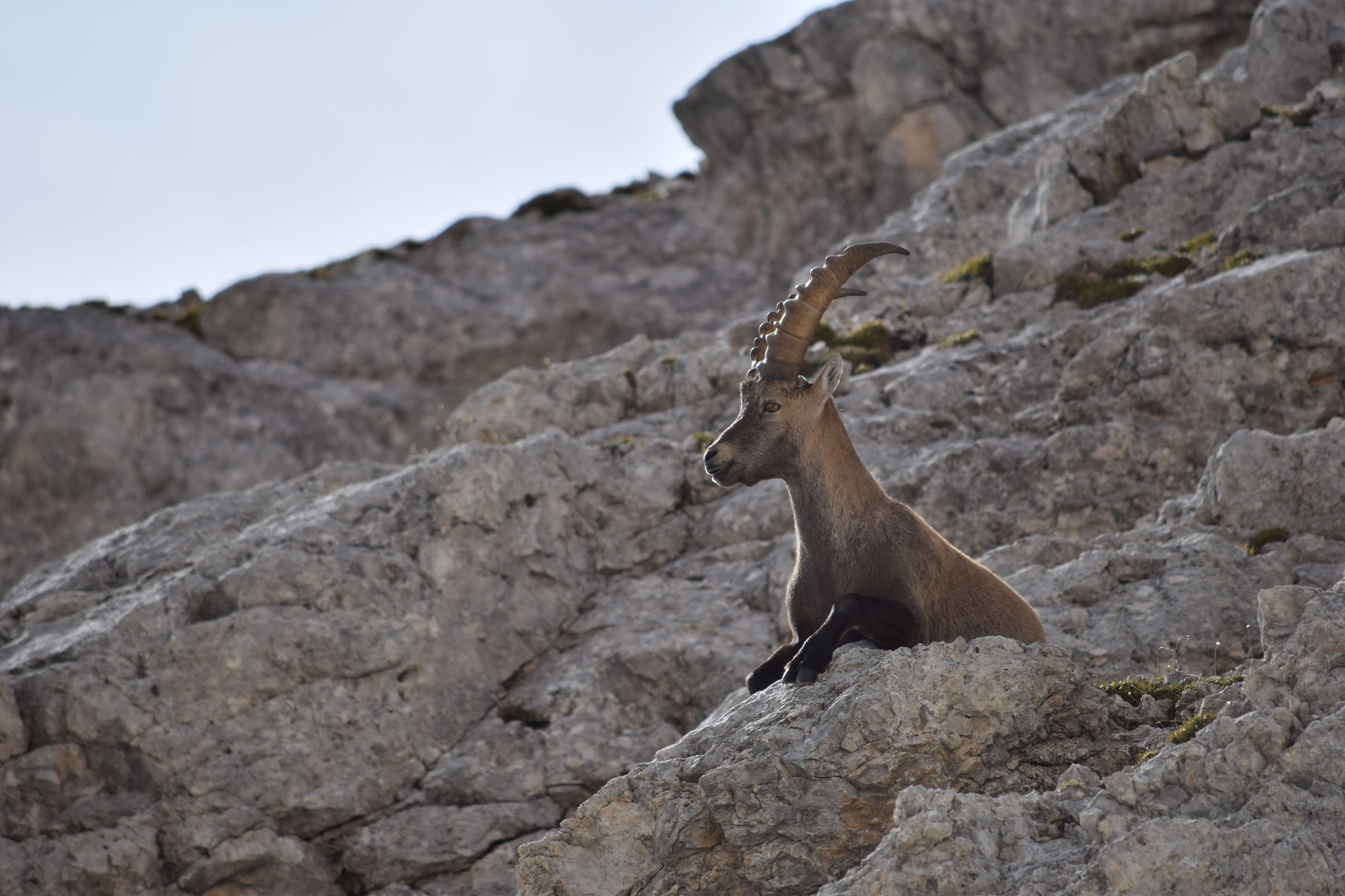 Stambecco, Pale di San Martino
