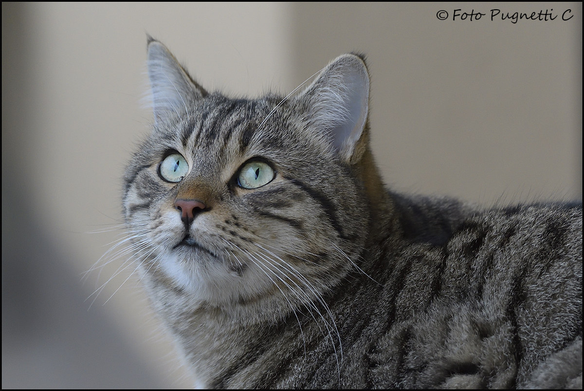 Romeo in Contemplation