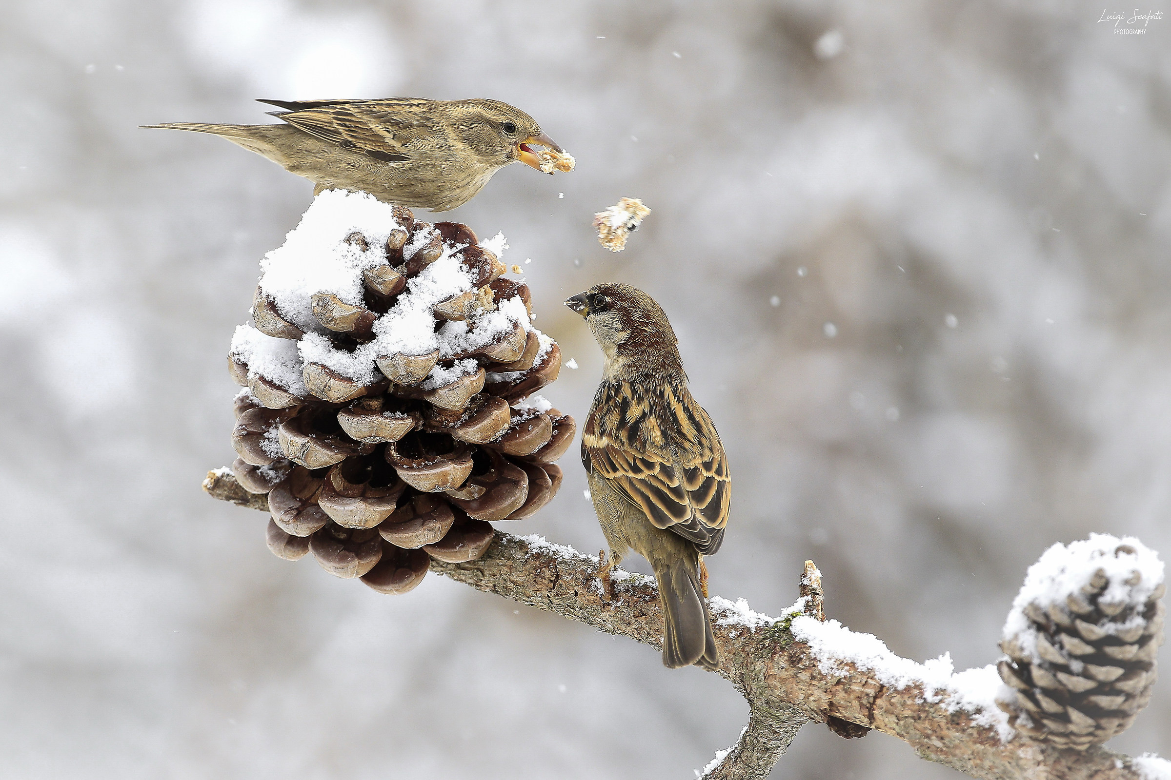 Sparrows of Italy