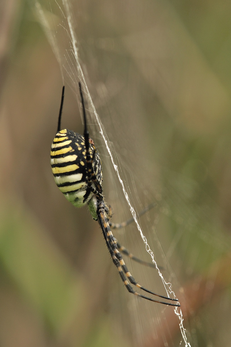 Argiope trifasciata (Forssk? L, 1775) - Araneidae