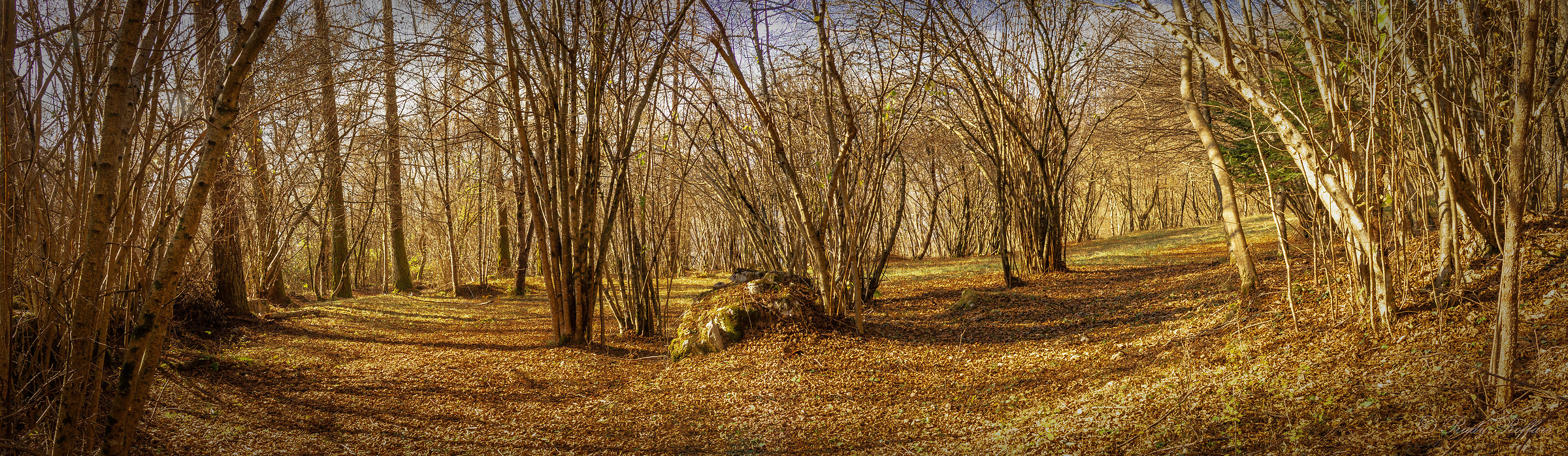 bosco nel monte Dolada