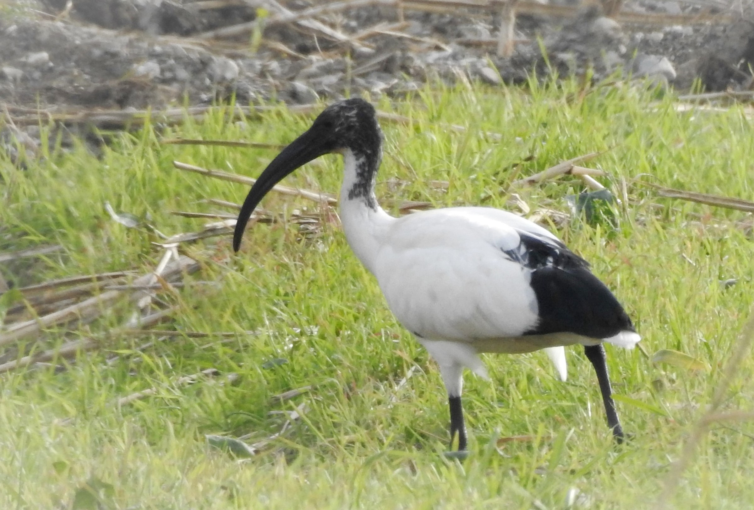 Ibis