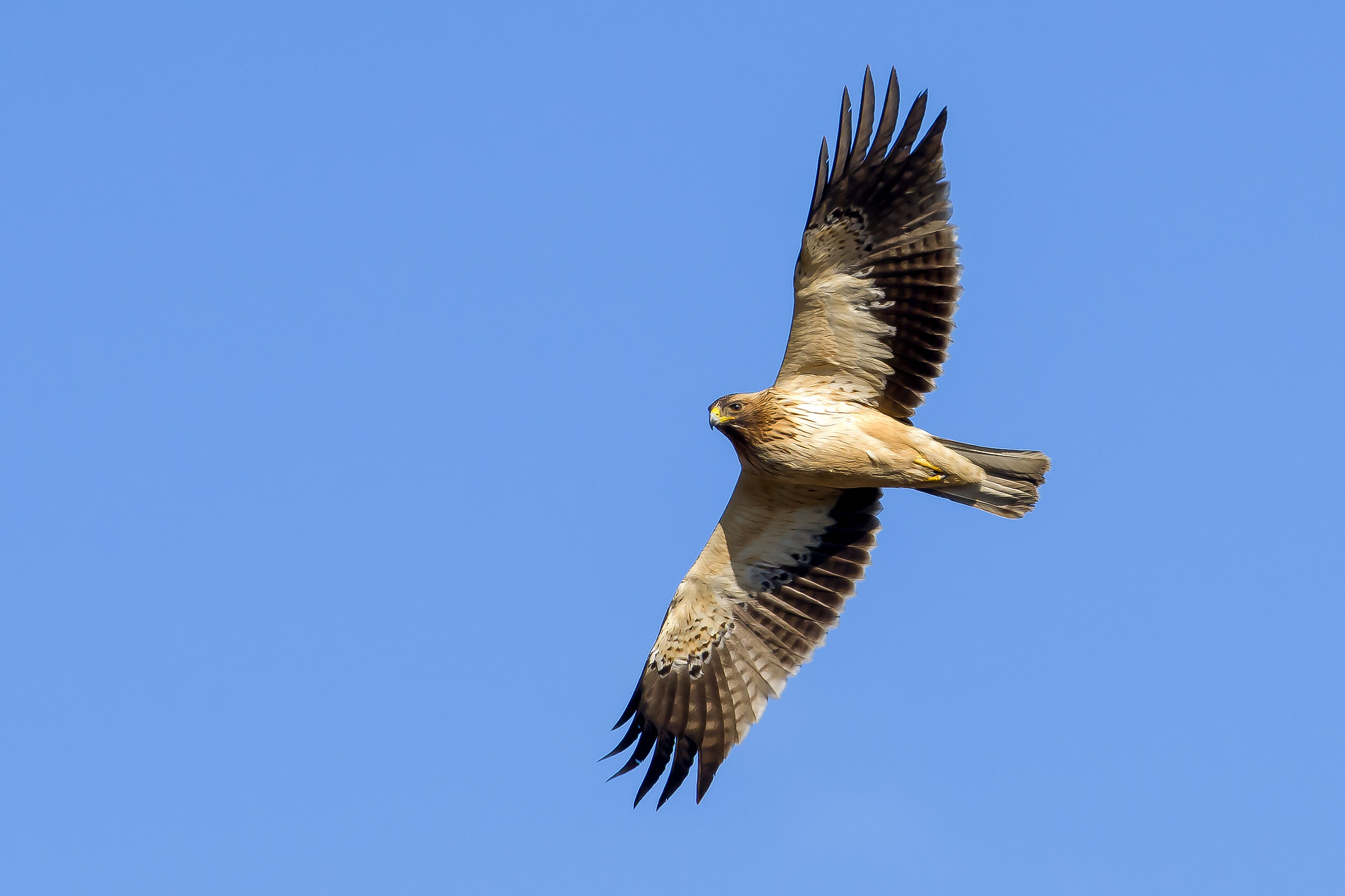 Lesser Eagle