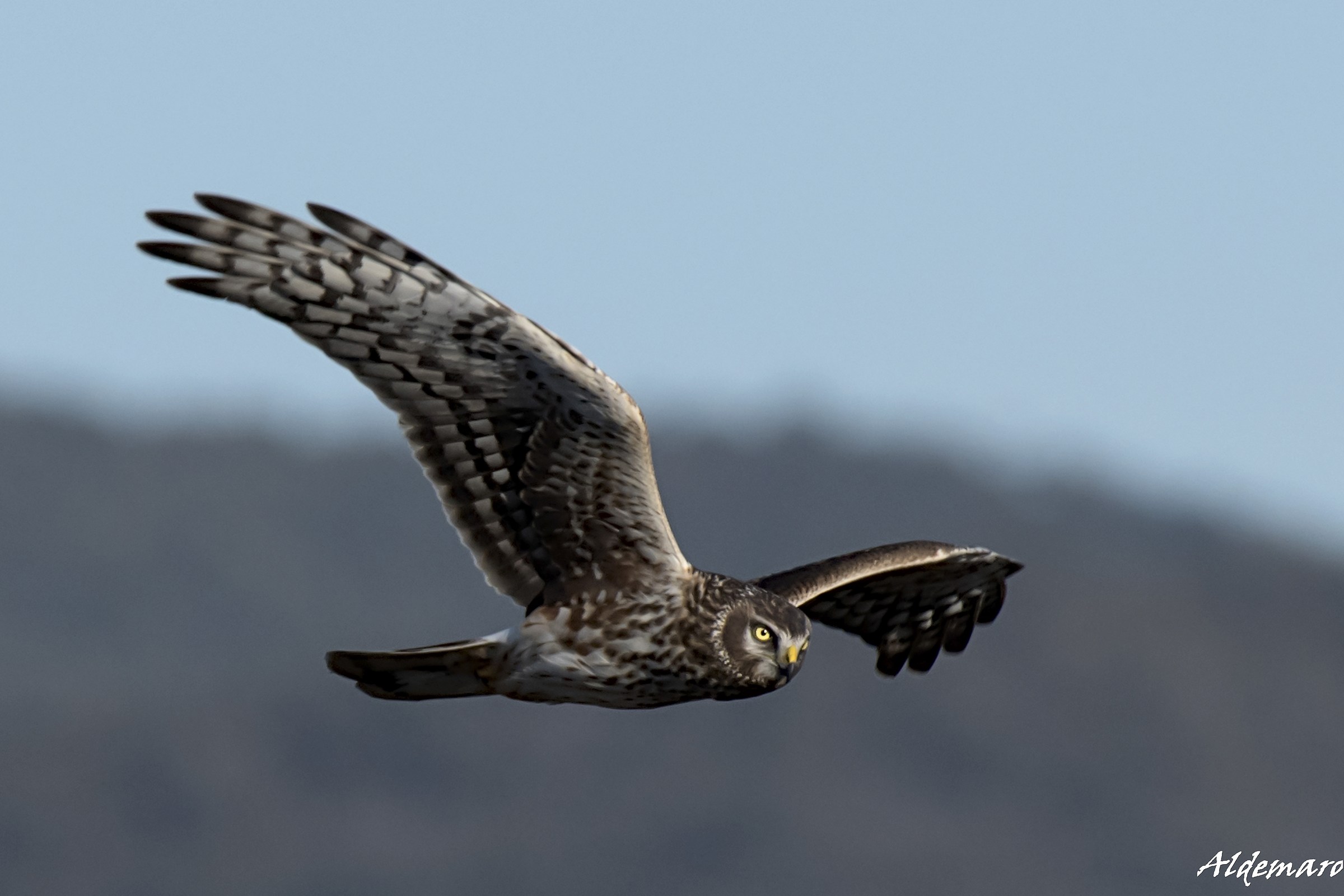 Albanella Royal... female