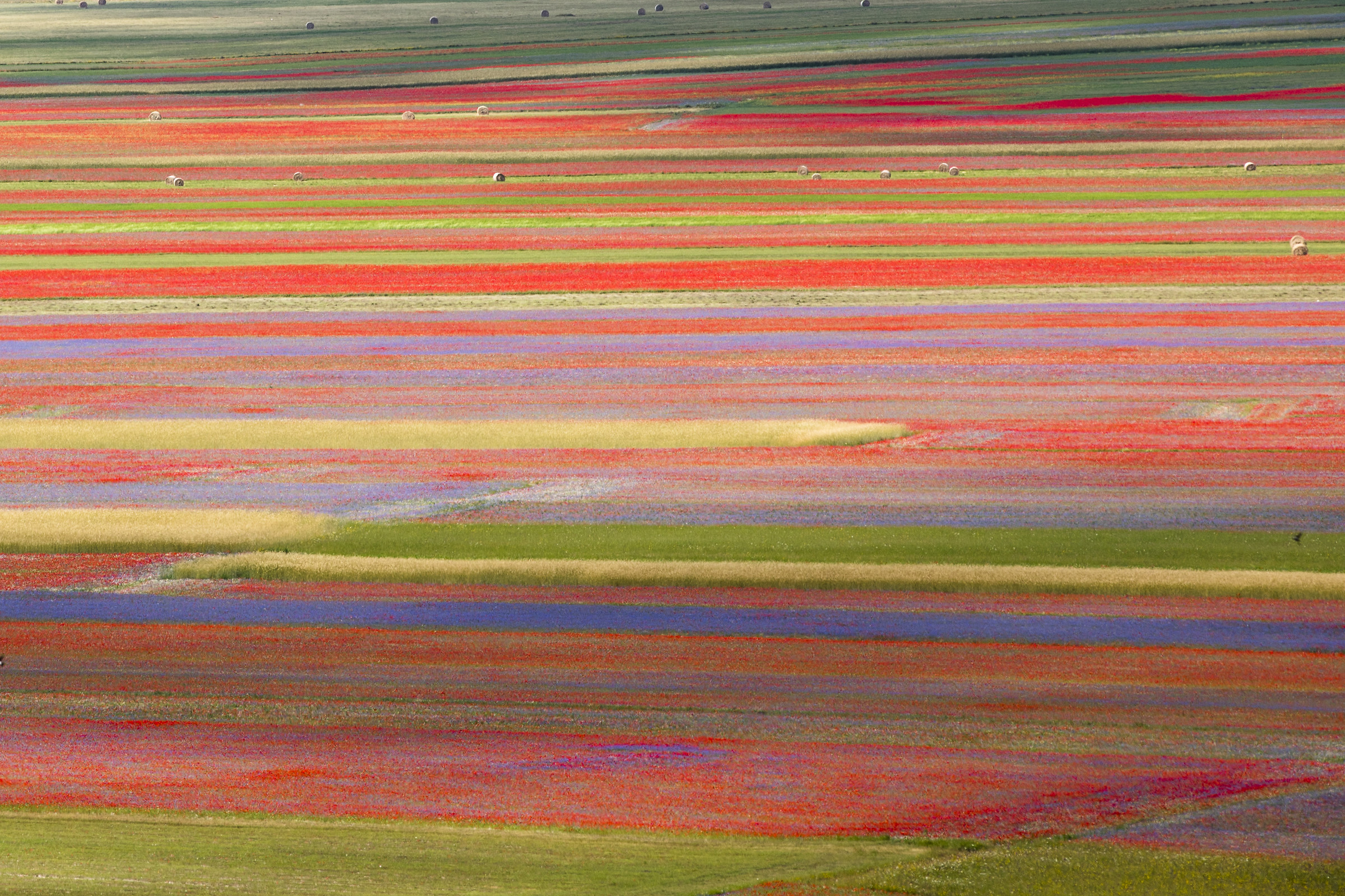 Fioritura lenticchie