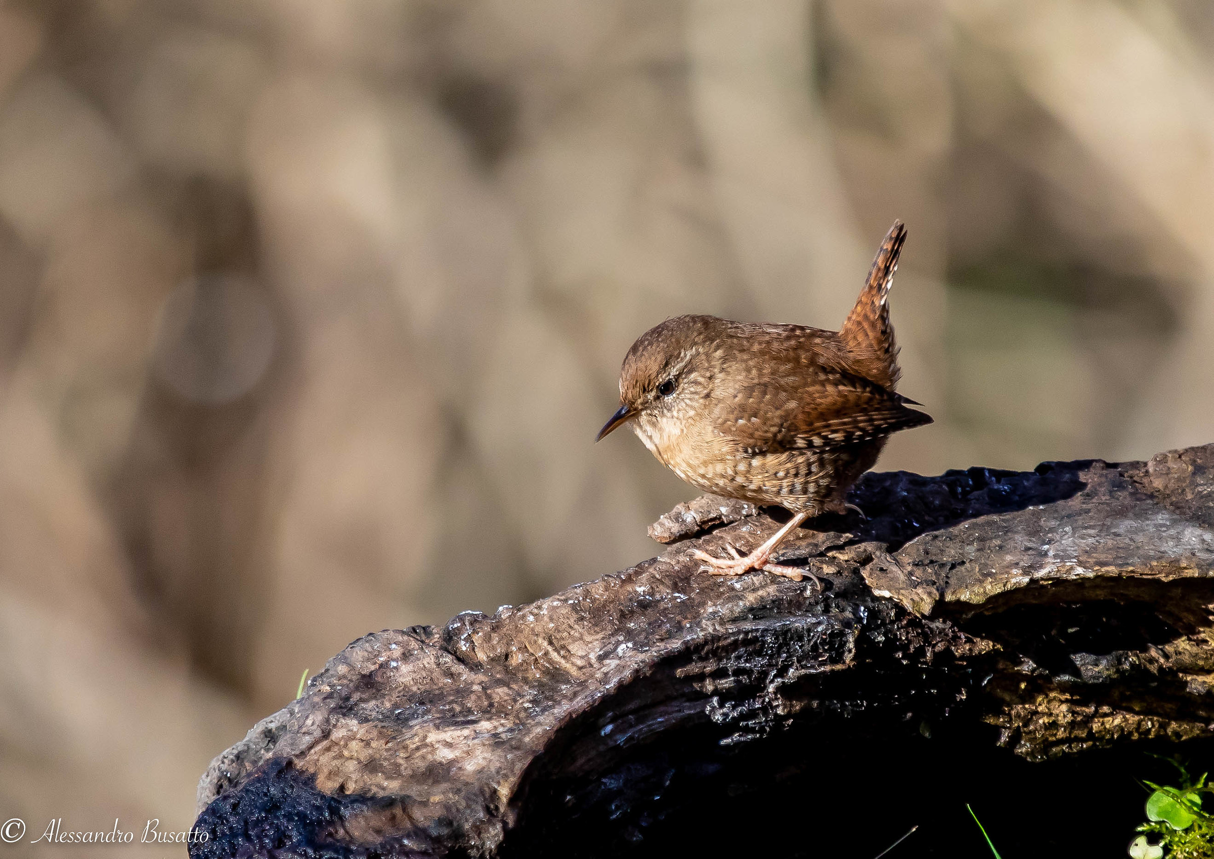 Wren