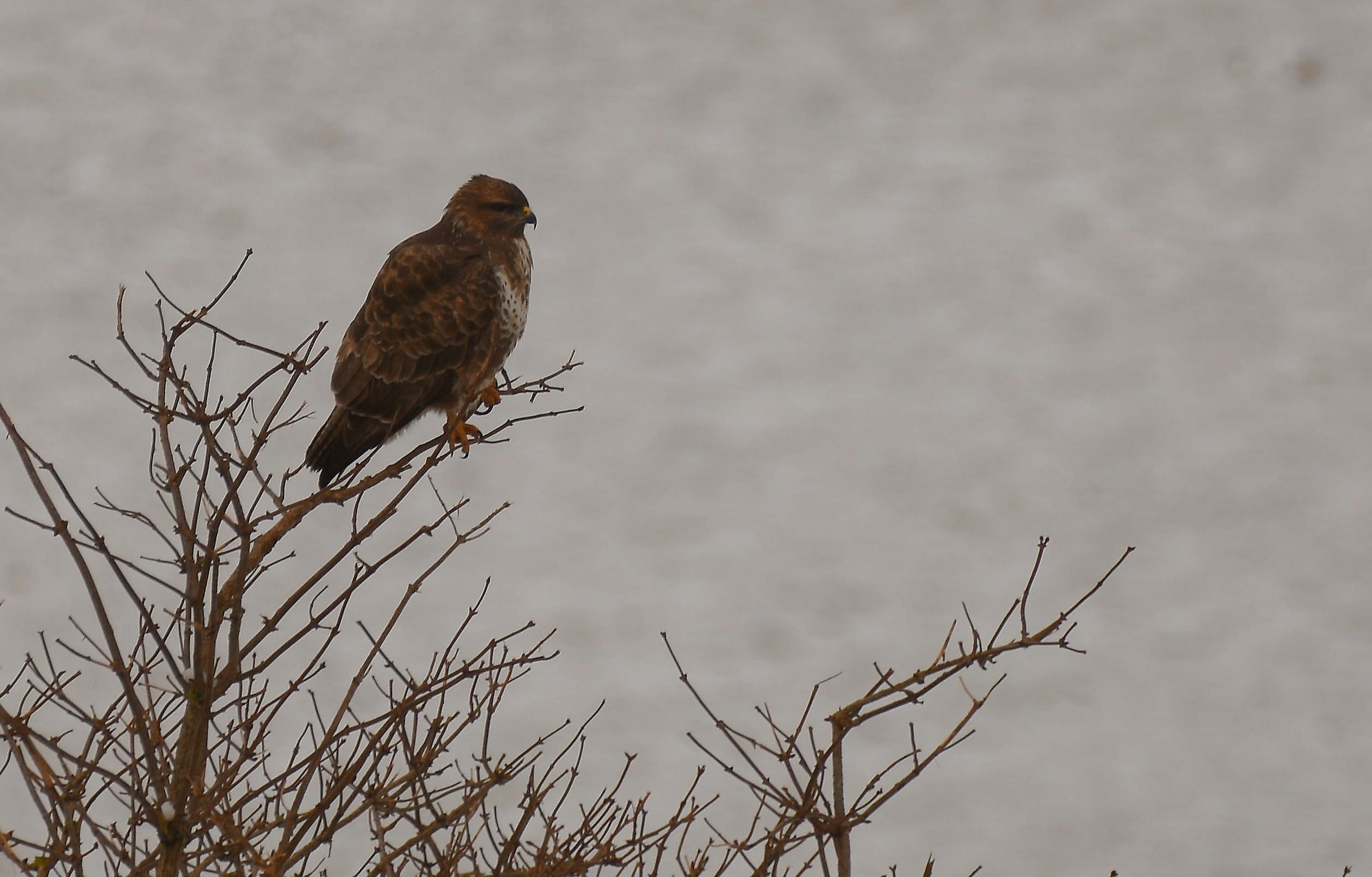 La solitudine della Poiana