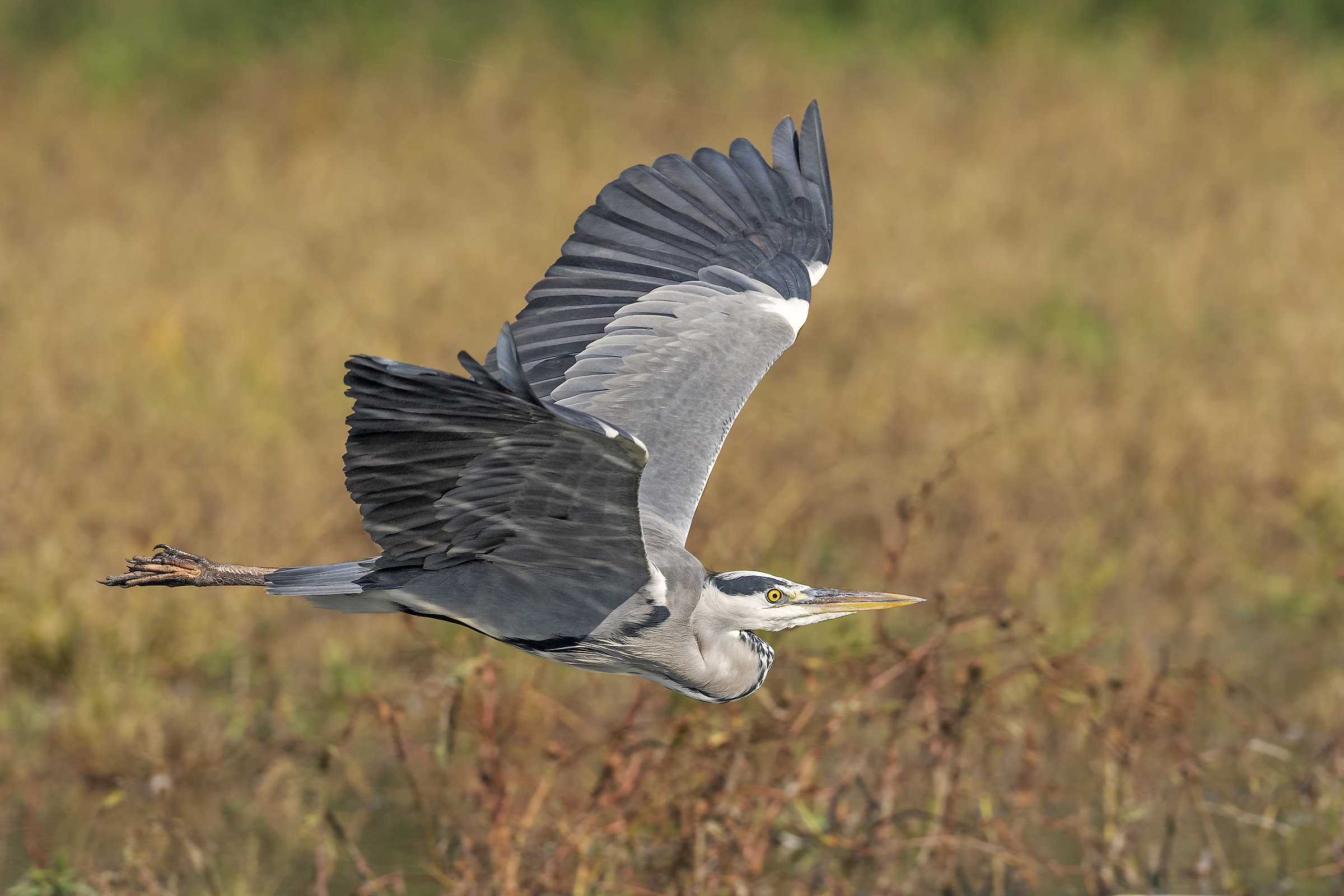 Heron