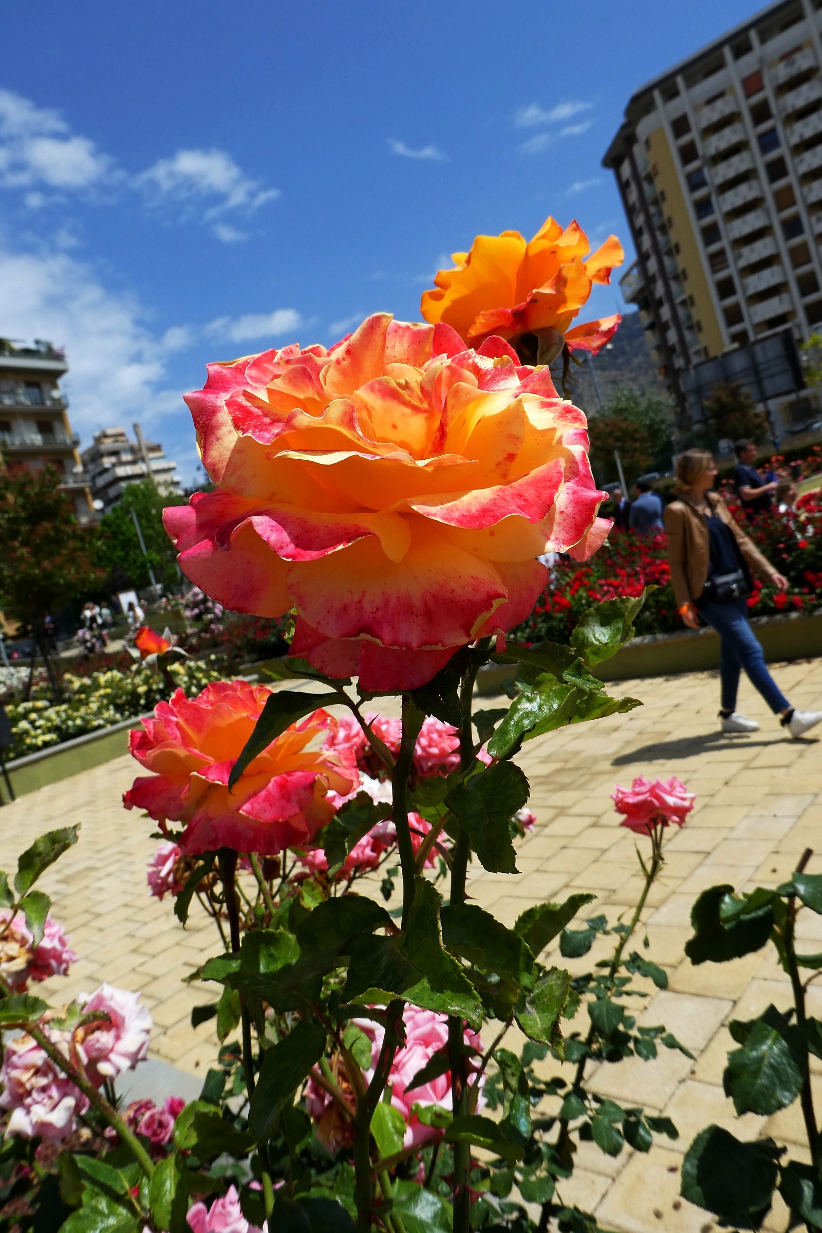 A day in May in Palermo