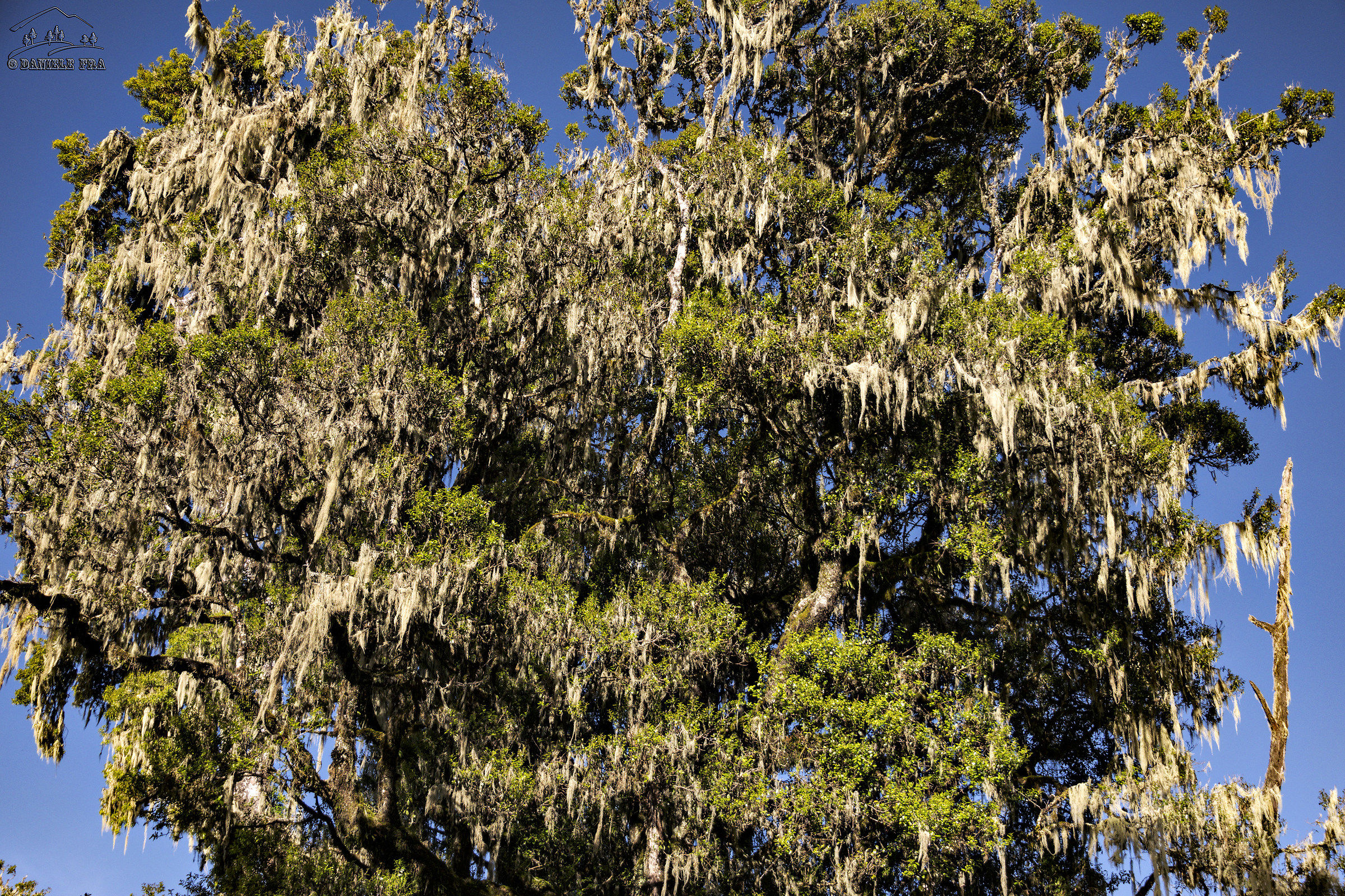 The Forest of Mandara